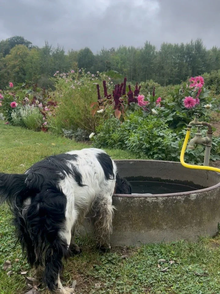 ✨The most beautiful gardens in Paris✨ Yes! Just finished a garden tour for @gardentours.nl with @gardenguideparis, filled with grandeur and romance. And it was fantastic! Paris is very progressive when it comes to greening the city. Paris was the fir