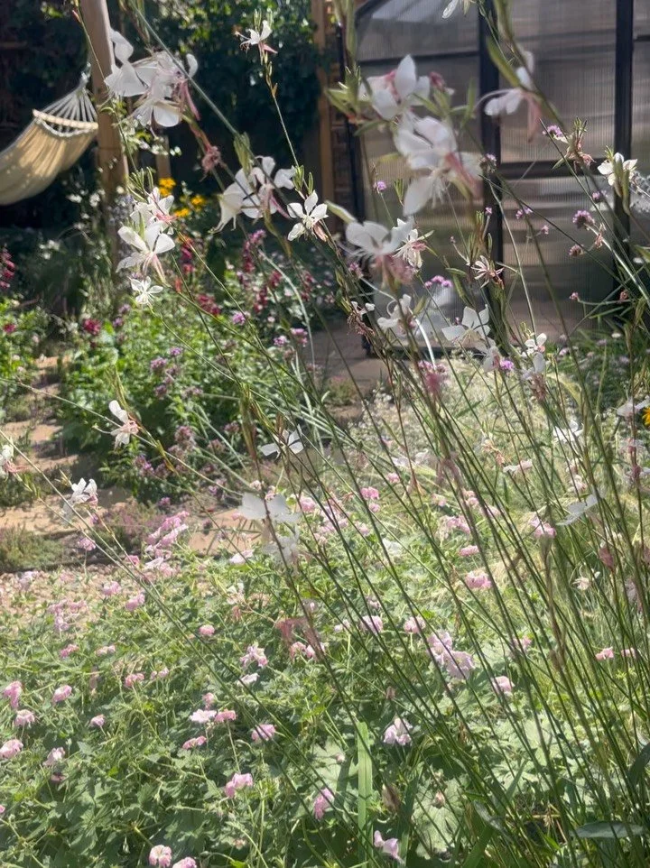 ✨small spaces, big dreams✨ Some places just have it al!

What can you do with a city garden? Relax in a hammock, grow vegetables in the greenhouse, or simply enjoy all the plants! Take a look at this special project in Scheveningen. The dimensions ar