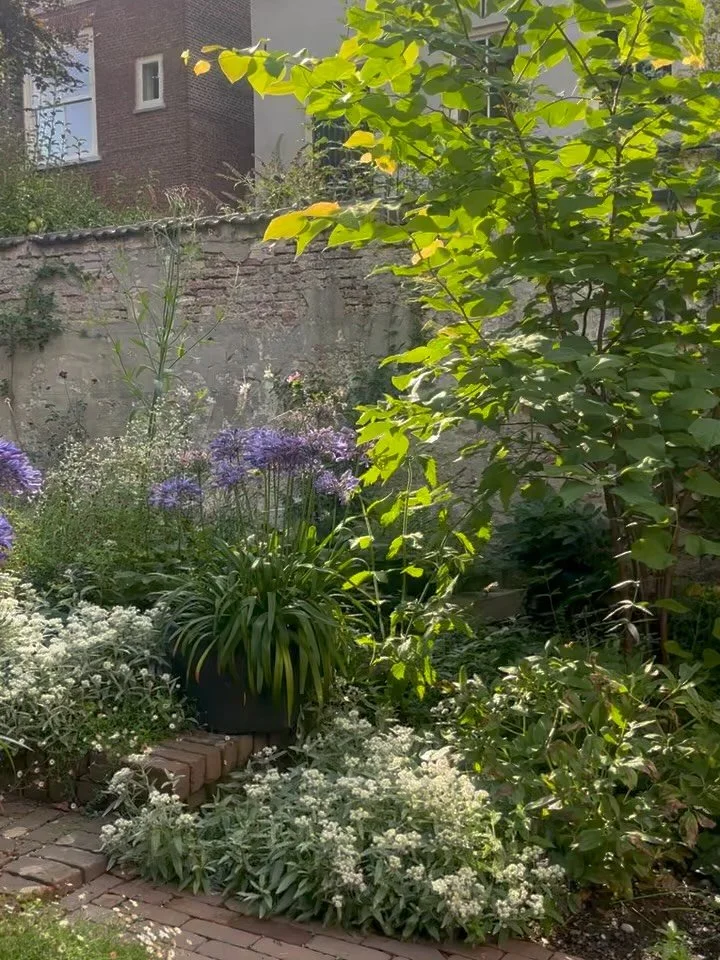 ✨monumentale stadstuin✨ inspiratie voor in je eigen tuin! Zie hier wat je in 2 jaar kan bereiken 👌🏻. In de fotoreportage zie je hoe de tuin zich ontwikkeld vanaf de start aanleg in april in 2024, het resultaat in de zomer 2025 en voorjaar 2026. Je 