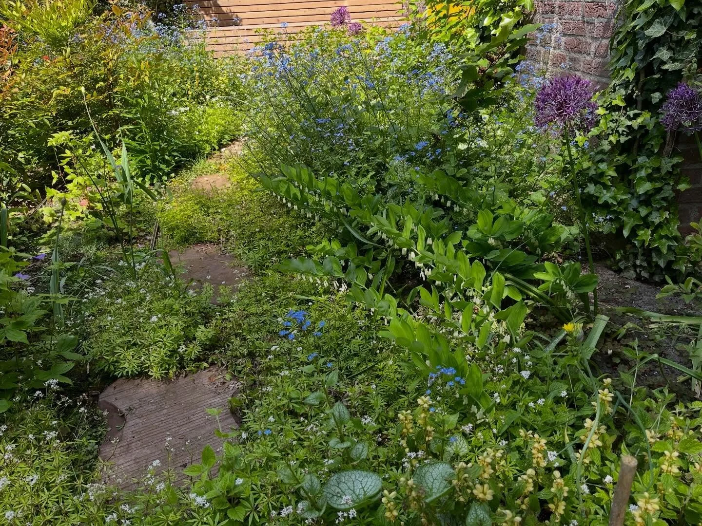 ✨schaduw✨ dit is een project voor mensen die een (gedeeltelijke) tuin in de schaduw hebben. Deze tuin laat zien dat er volop planten bloeien. Je ziet hier de ontwikkeling van de tuin vanaf de aanleg in 2022 ✨. vindt de inspiratie die je nodig hebt, v