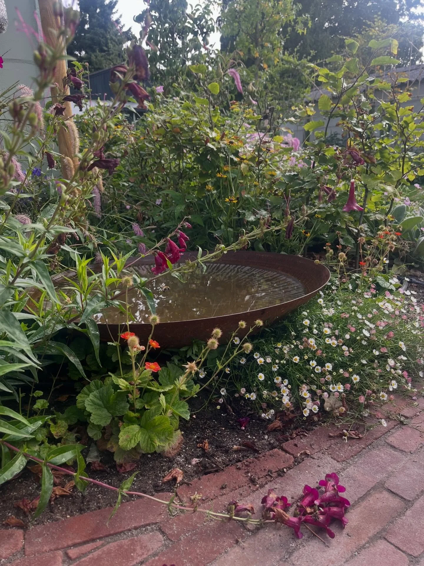 ✨family garden✨ heb je nu een tegel tuin? Kijk dan mee naar deze transformatie. Hier zie je wat je in een korte periode in de tuin kan bereiken. De planten hebben we geplaatst in mei 2025 en in augustus kwam ik terug om te kijken&hellip; wat vind je 