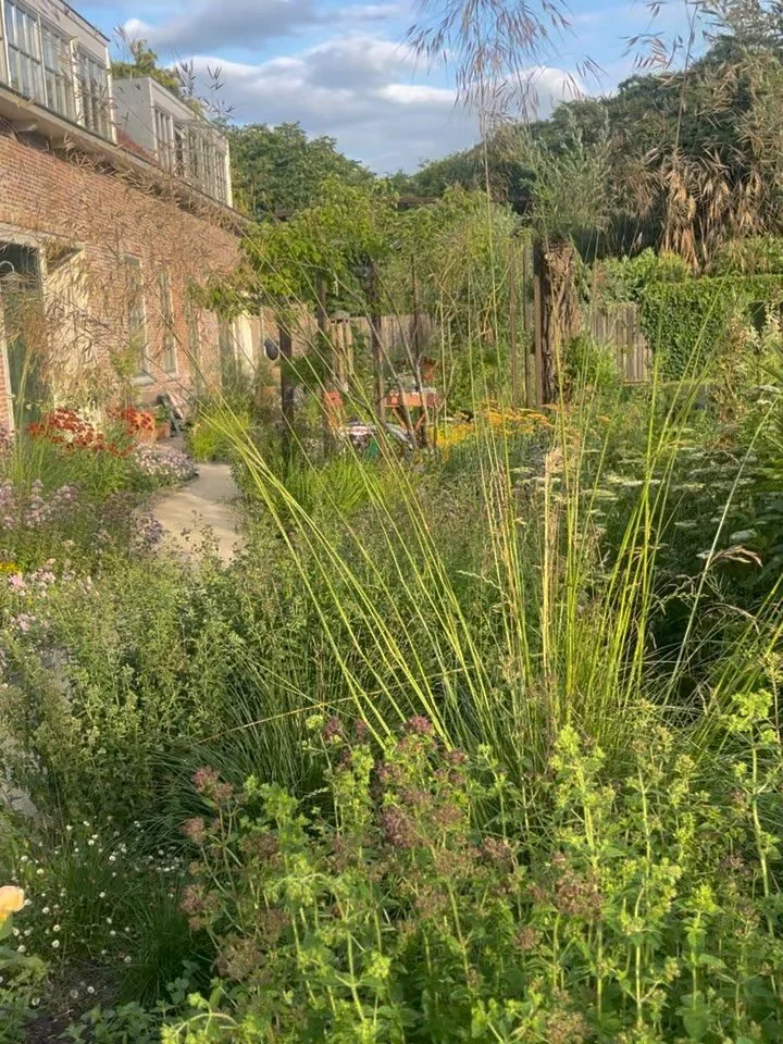 ✨de verborgen tuin✨ dit project is een ontwerp uit 2023 en de beplanting hebben we uitgevoerd in 2024. Kijk hier mee hoe de tuin zich over de jaren ontwikkeld. In de fotoreportage zit ook een gedeelte van de beplantingslijst. Stel me gerust een vraag