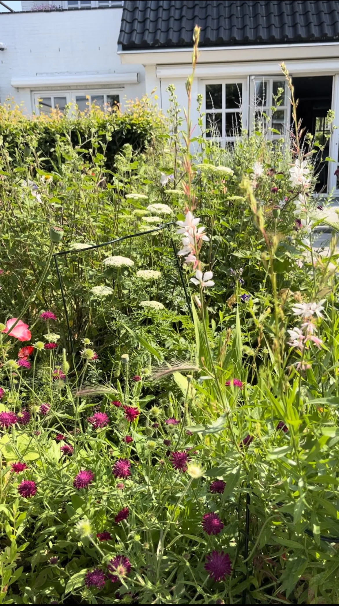 tussen rozen en wilde bloemen