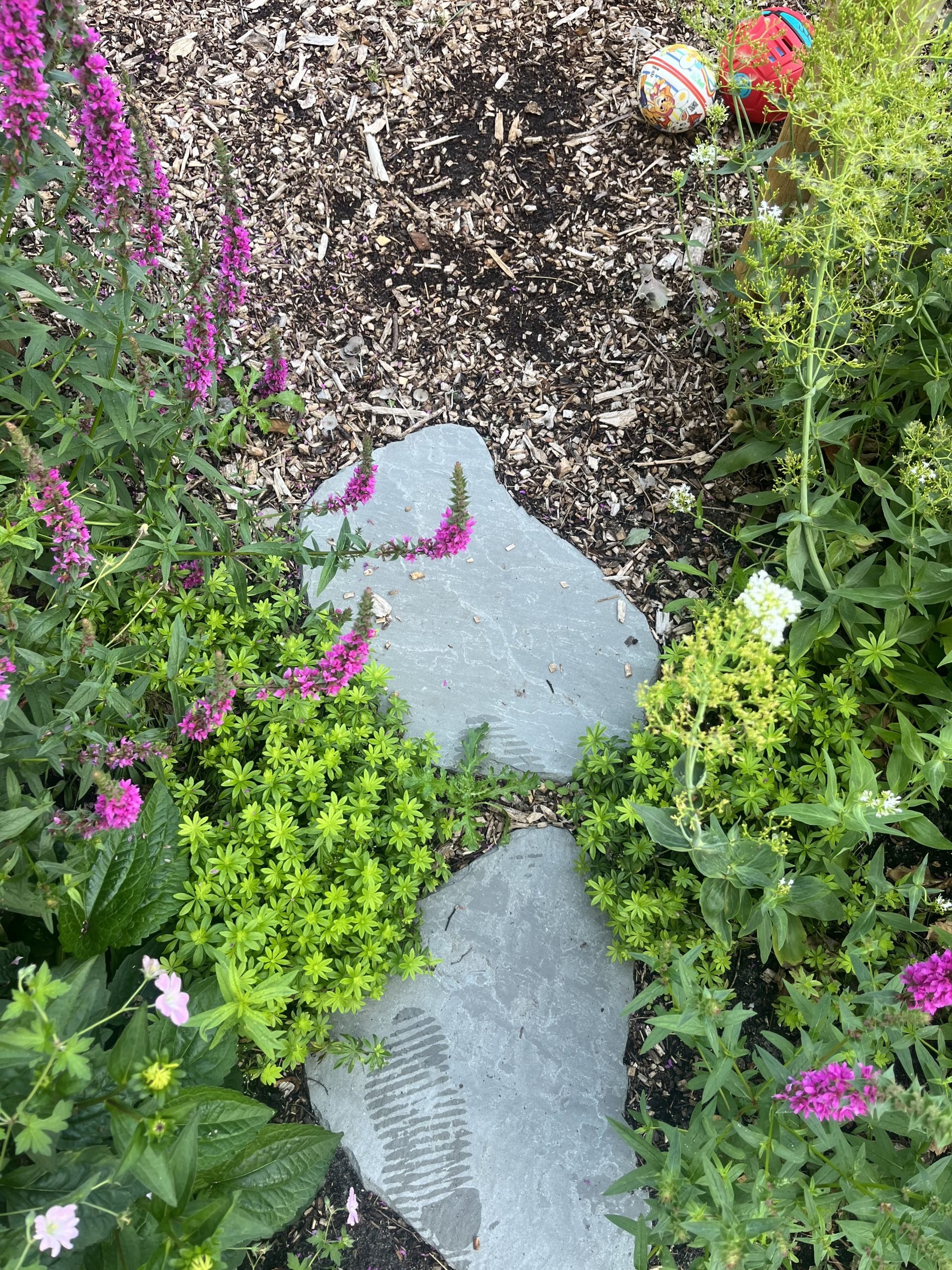 Kleurrijke familietuinIMG_1486-scaled.jpeg