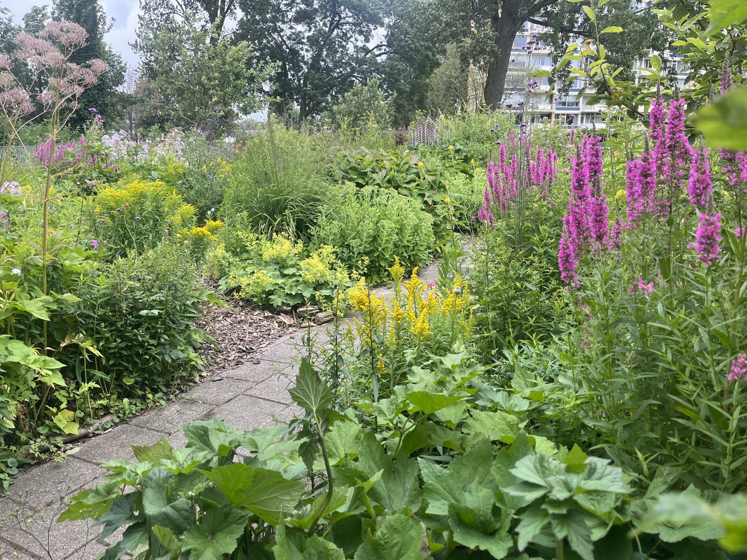 Maastuin IMG_5109-scaled.jpeg