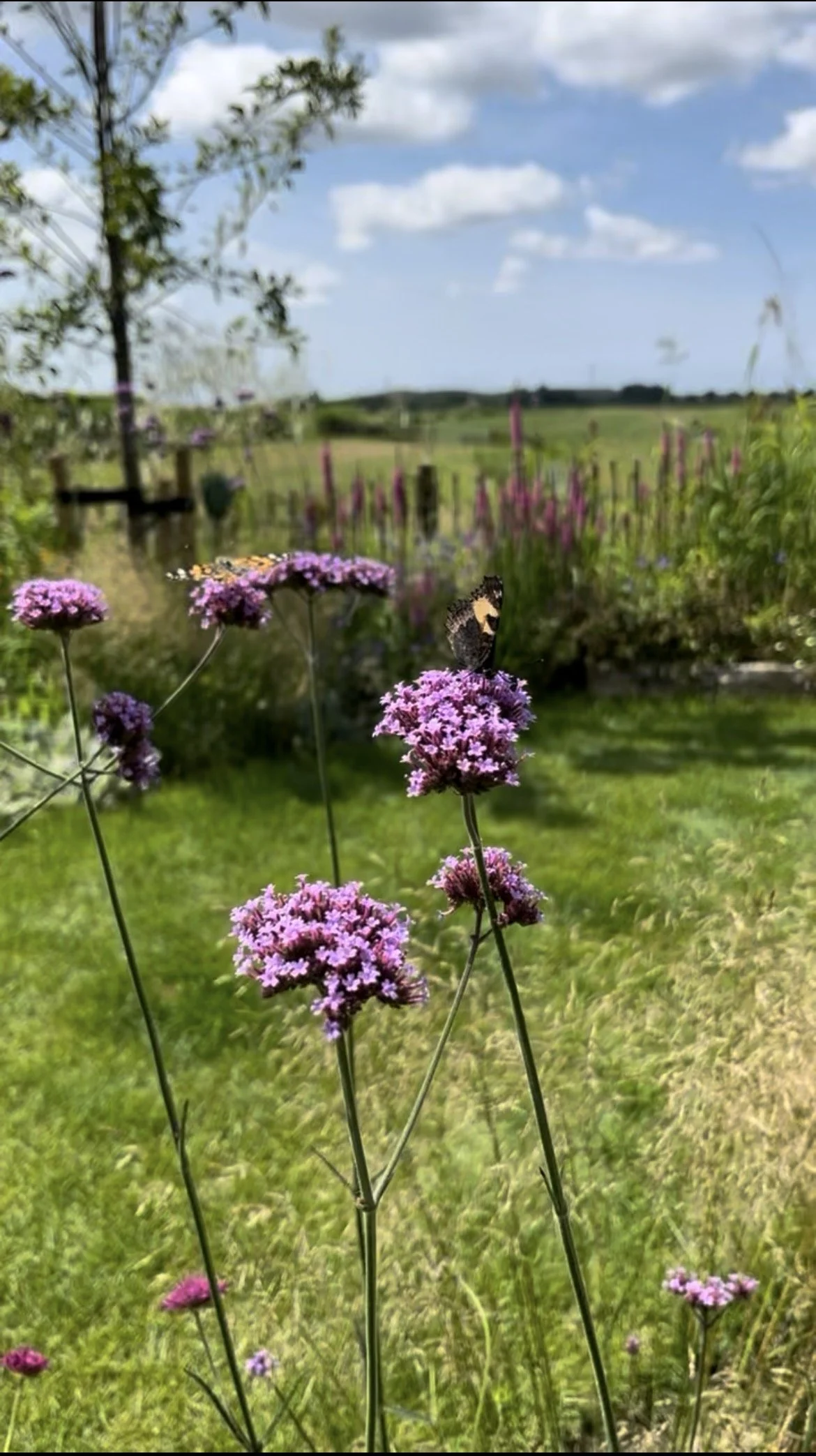 IMG_8686.jpeg