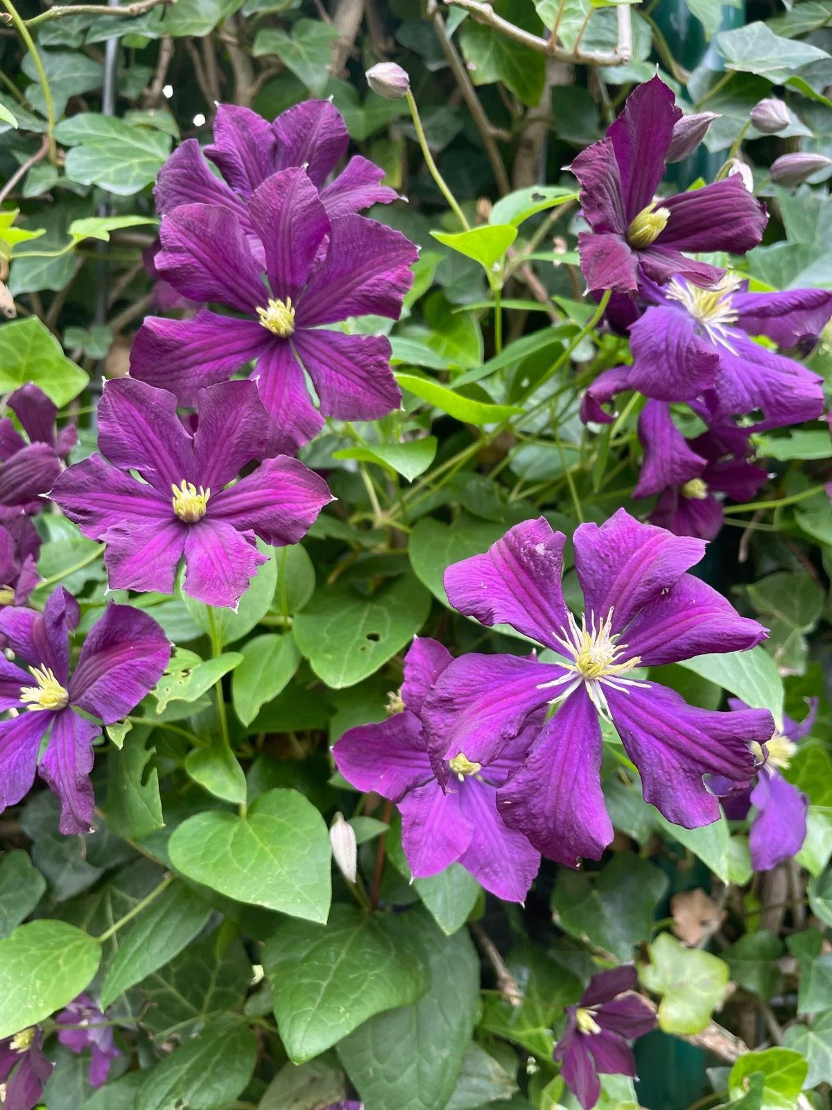 Tuin met cachetIMG_1305.jpg