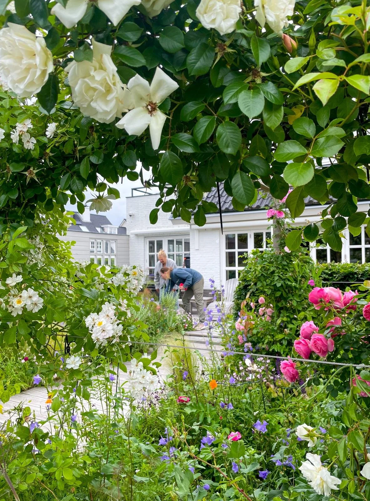 tussen rozen en wilde bloemen