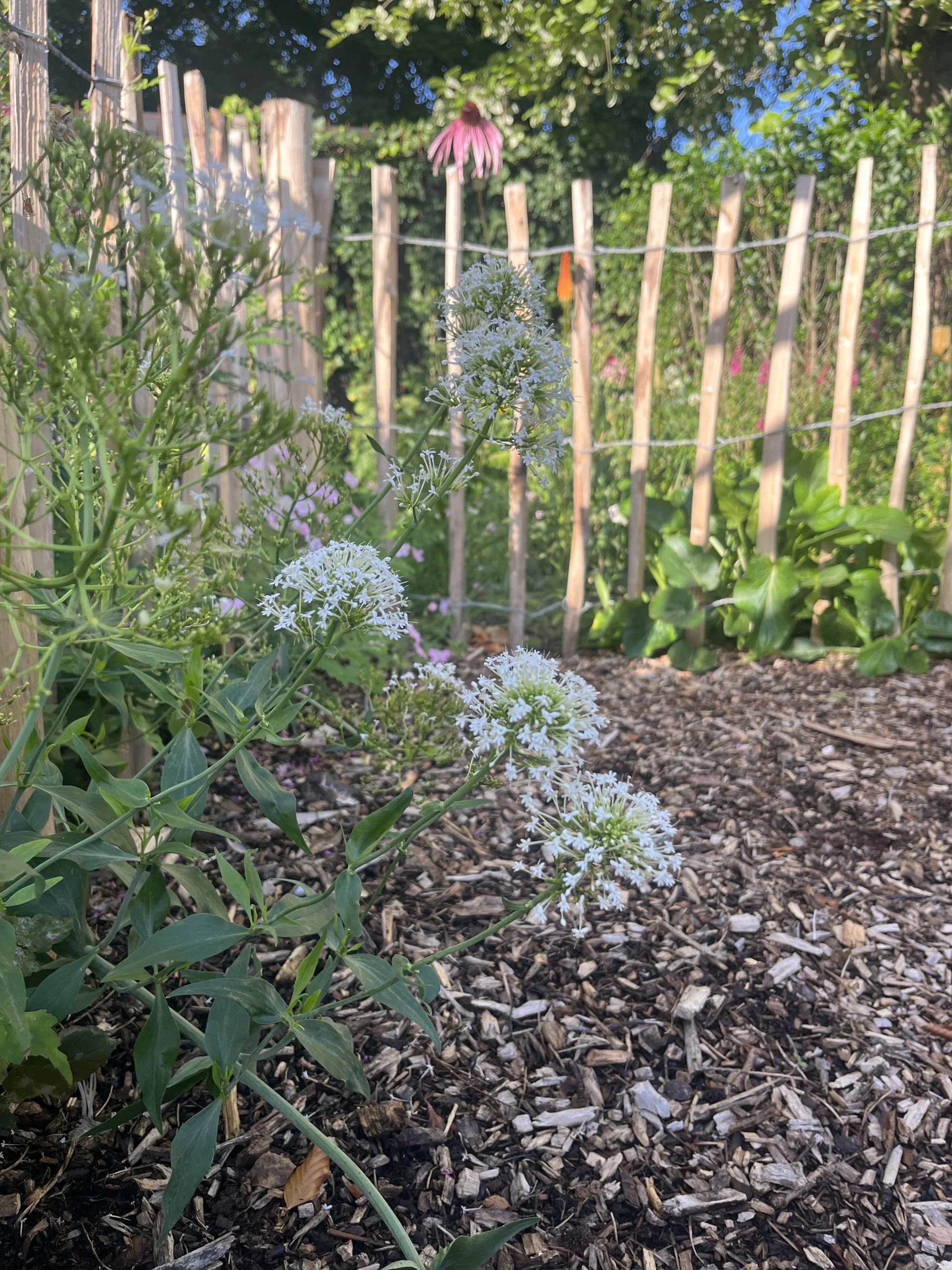 Kleurrijke familietuinIMG_1497-scaled.jpeg