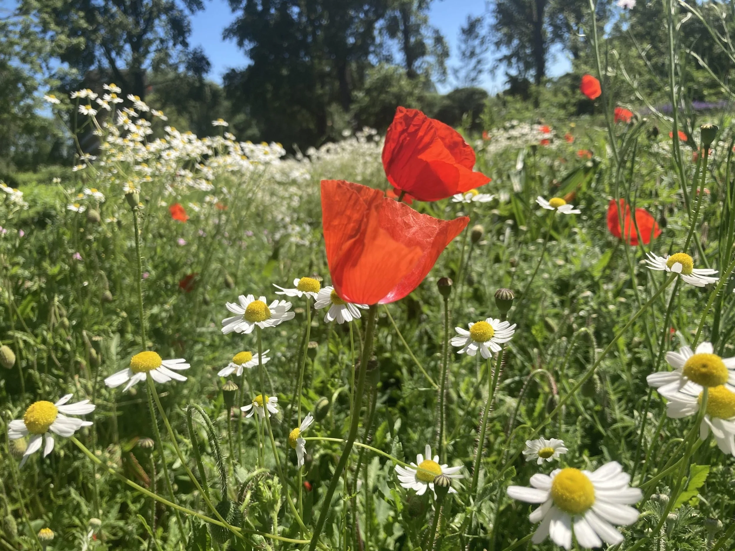 Maastuin IMG_2090-scaled.jpeg