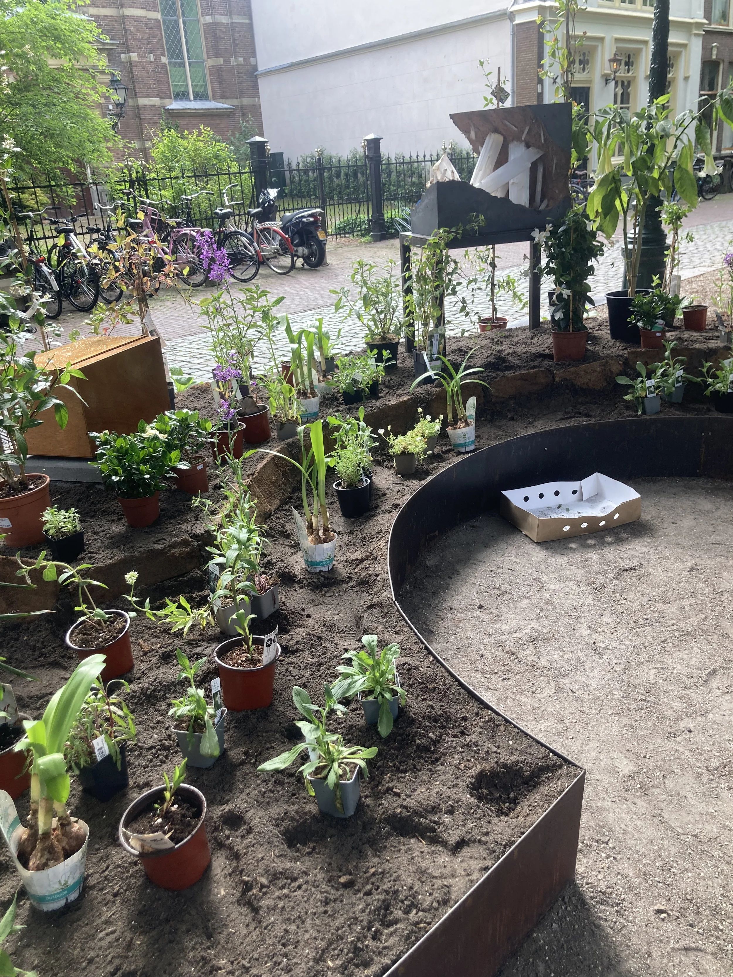 Wat bloeit er in het donker? IMG_5837.jpeg