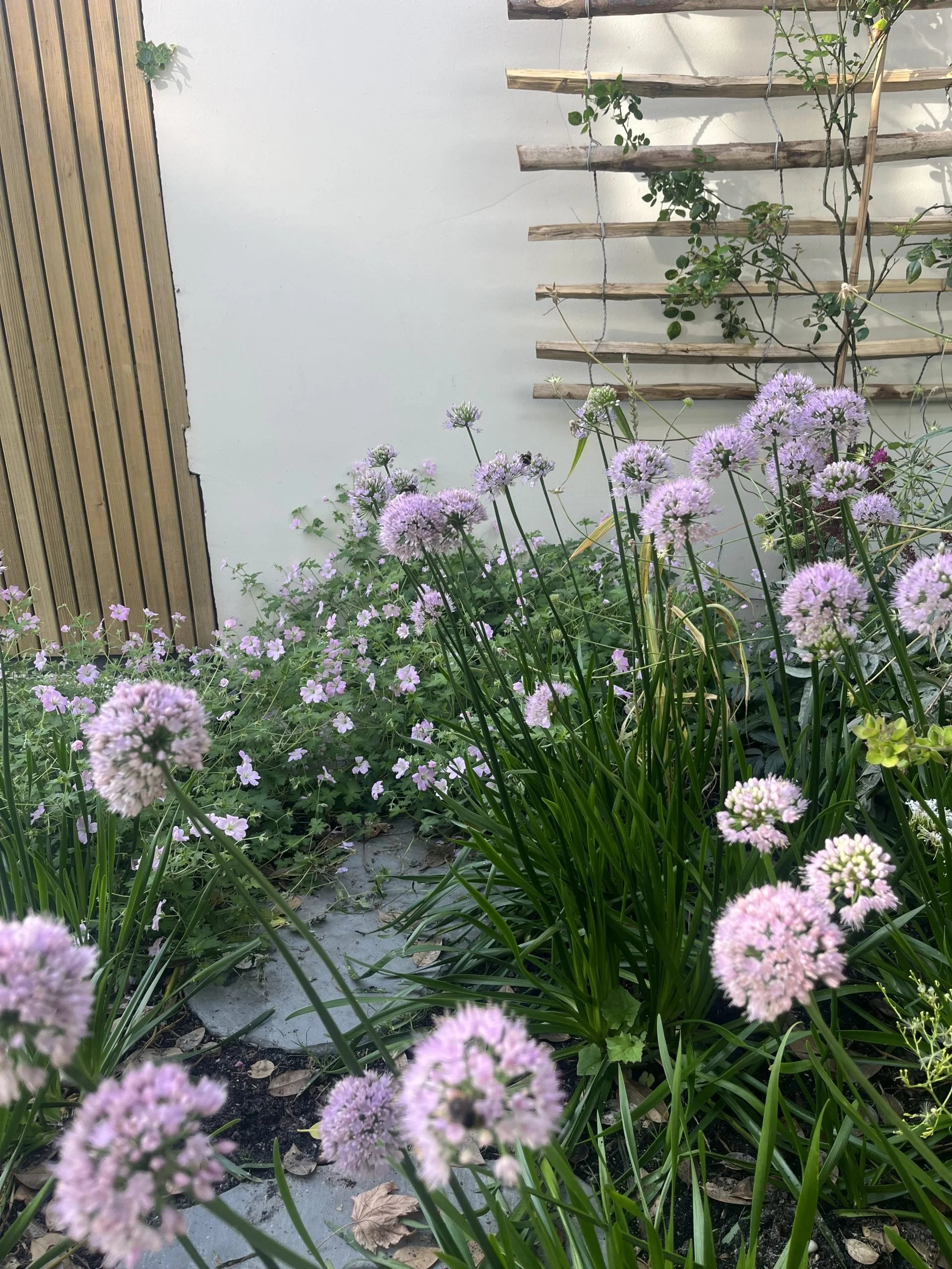 Kleurrijke familietuinIMG_1506-scaled.jpeg