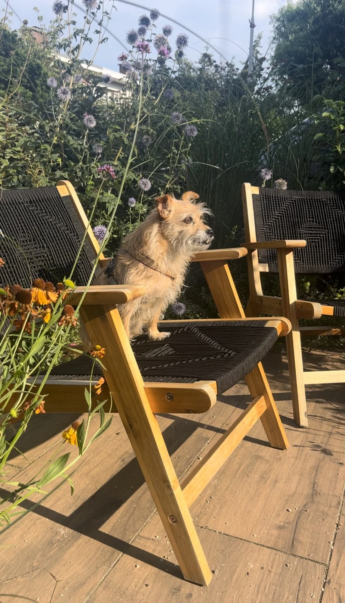 Duintuin IMG_0641.jpeg