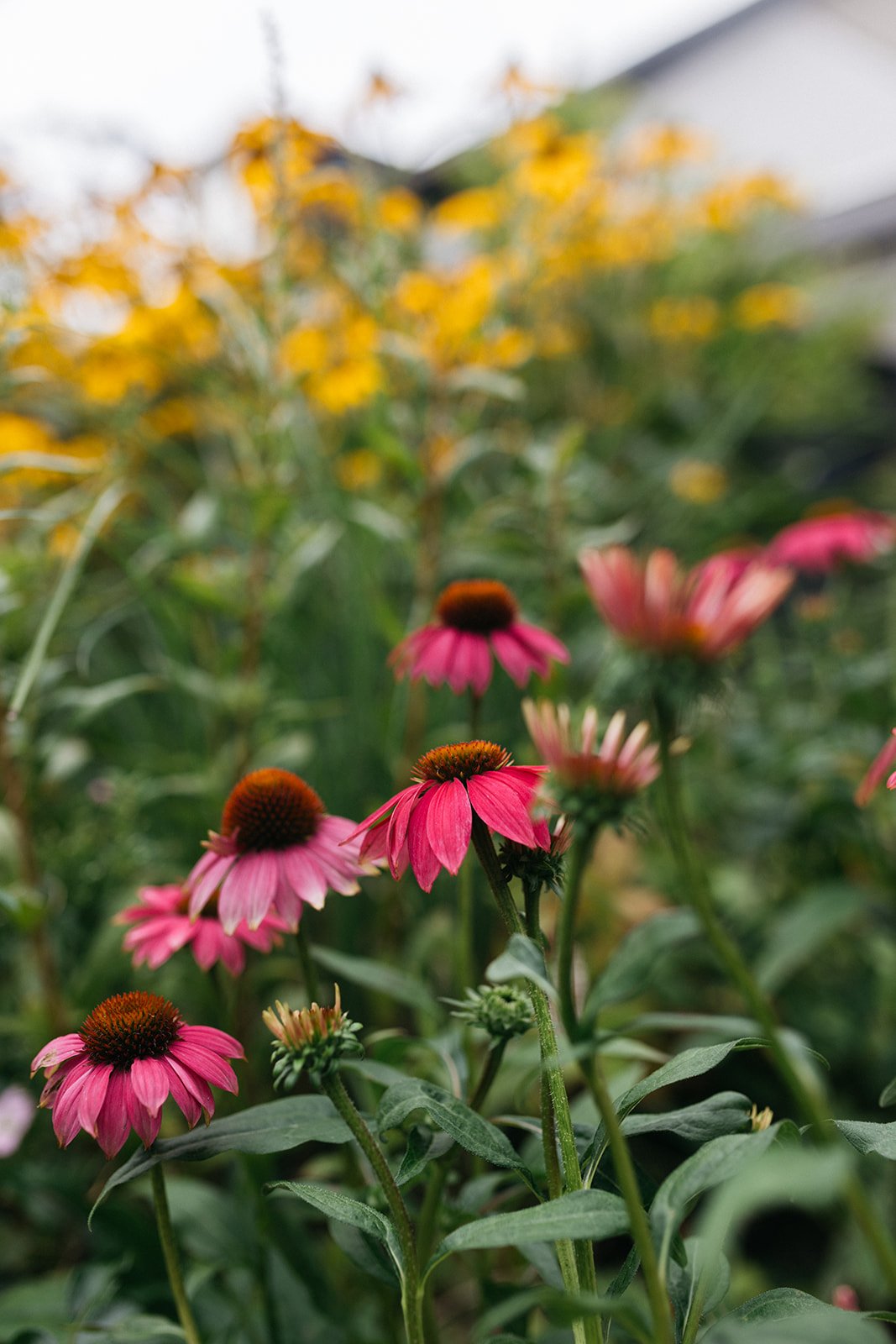 Genieten aan het water Tuin-Voorhout-jeannine-rijsdijk-70.jpg