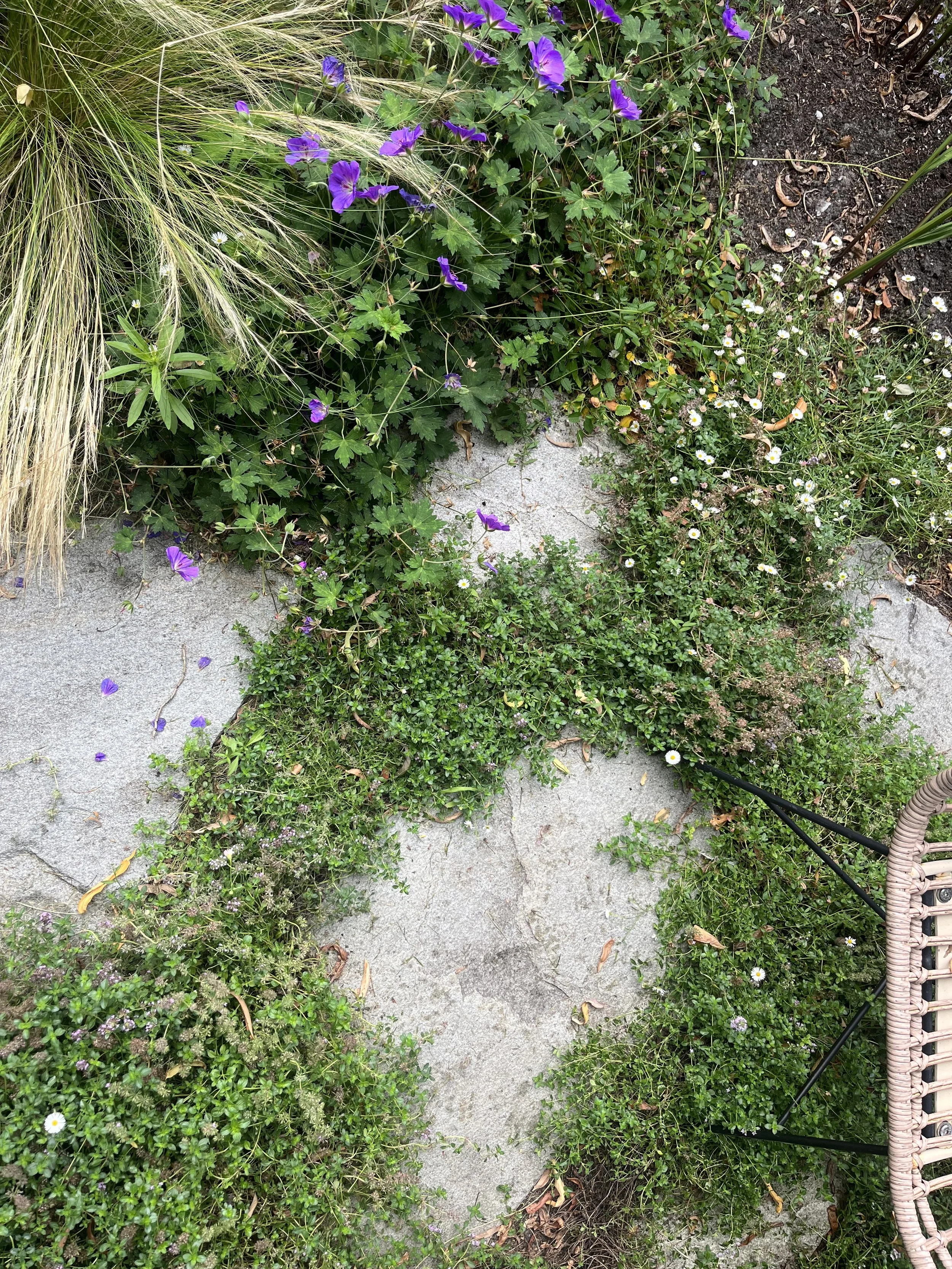 IMG_2177.jpeg