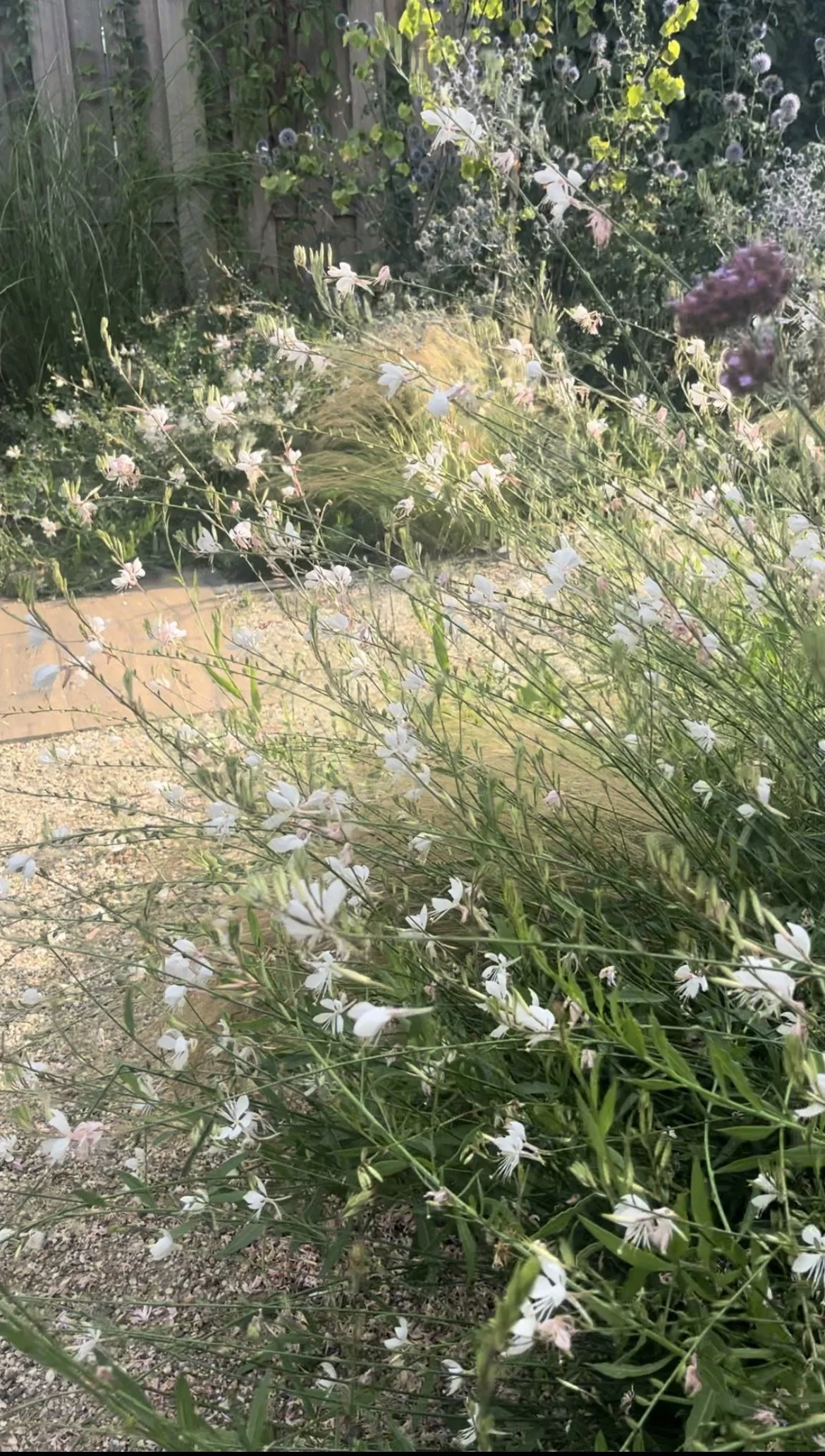 Duintuin IMG_0634.jpeg