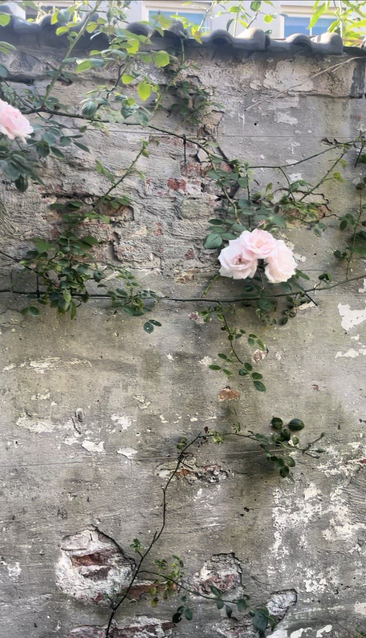 BD09640F-0B16-4334-ABF8-BF9DB7E7C58F_1_201_a.jpeg