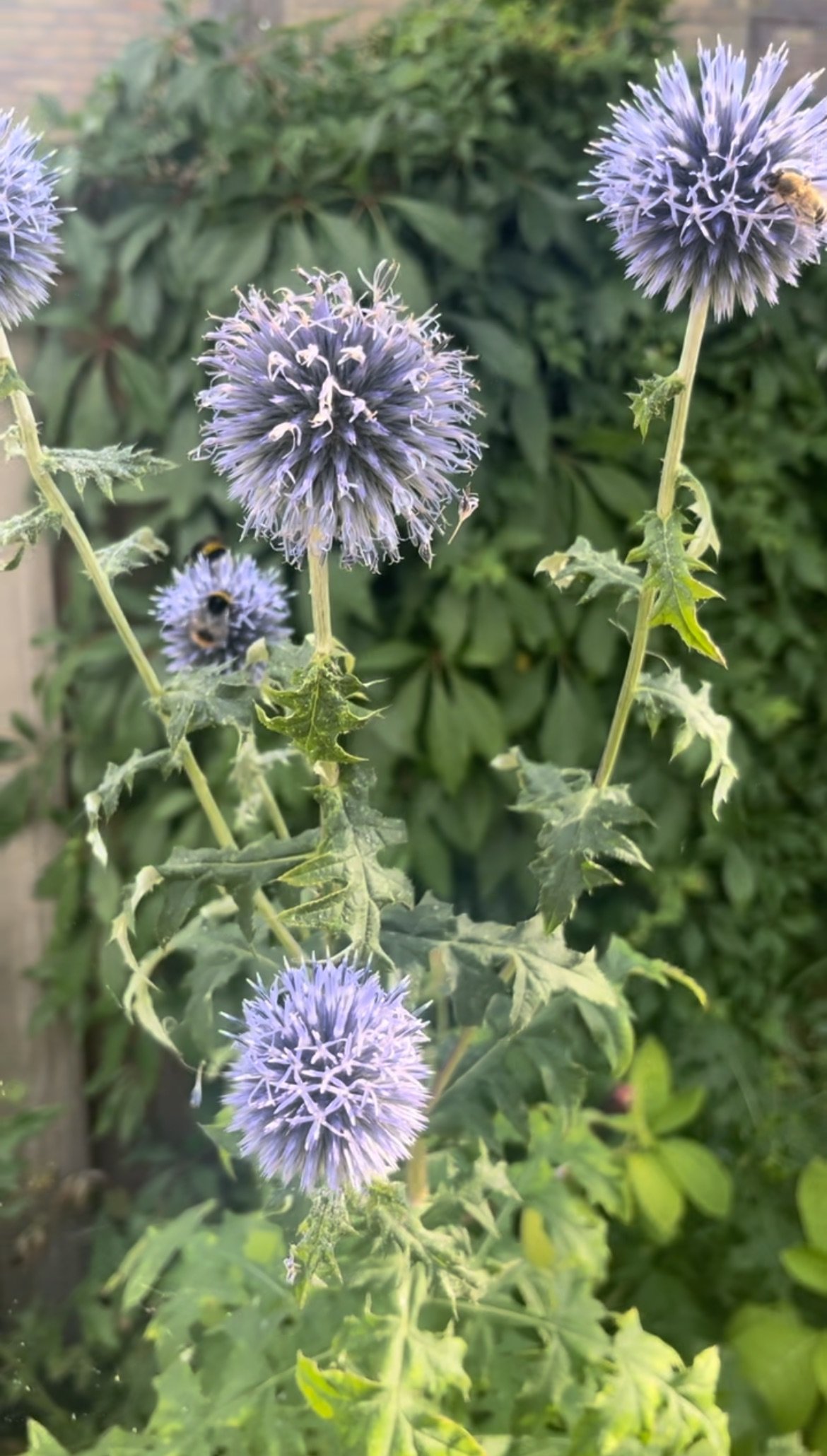 Duintuin IMG_0635.jpeg