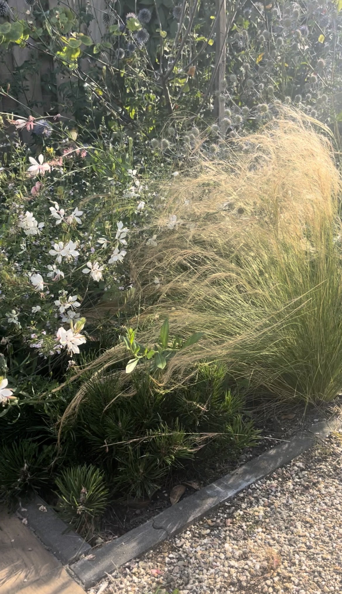 Duintuin IMG_0638.jpeg