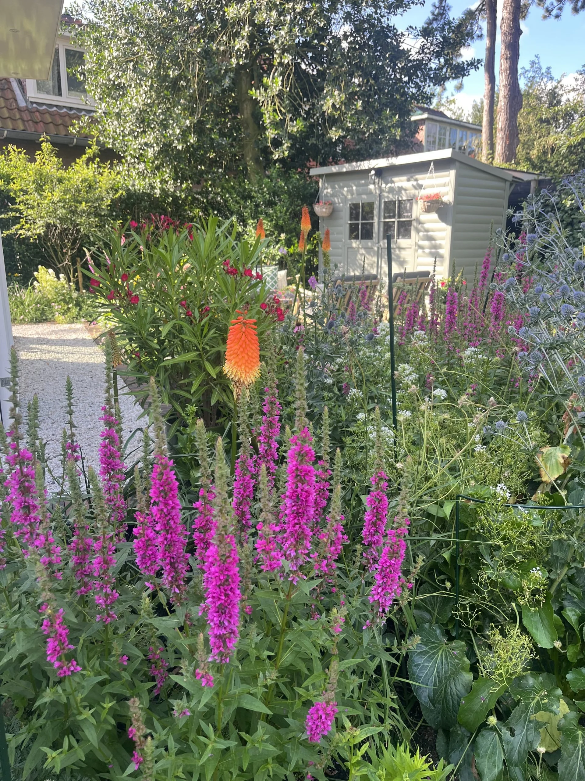 Kleurrijke familietuinIMG_1539-scaled.jpeg