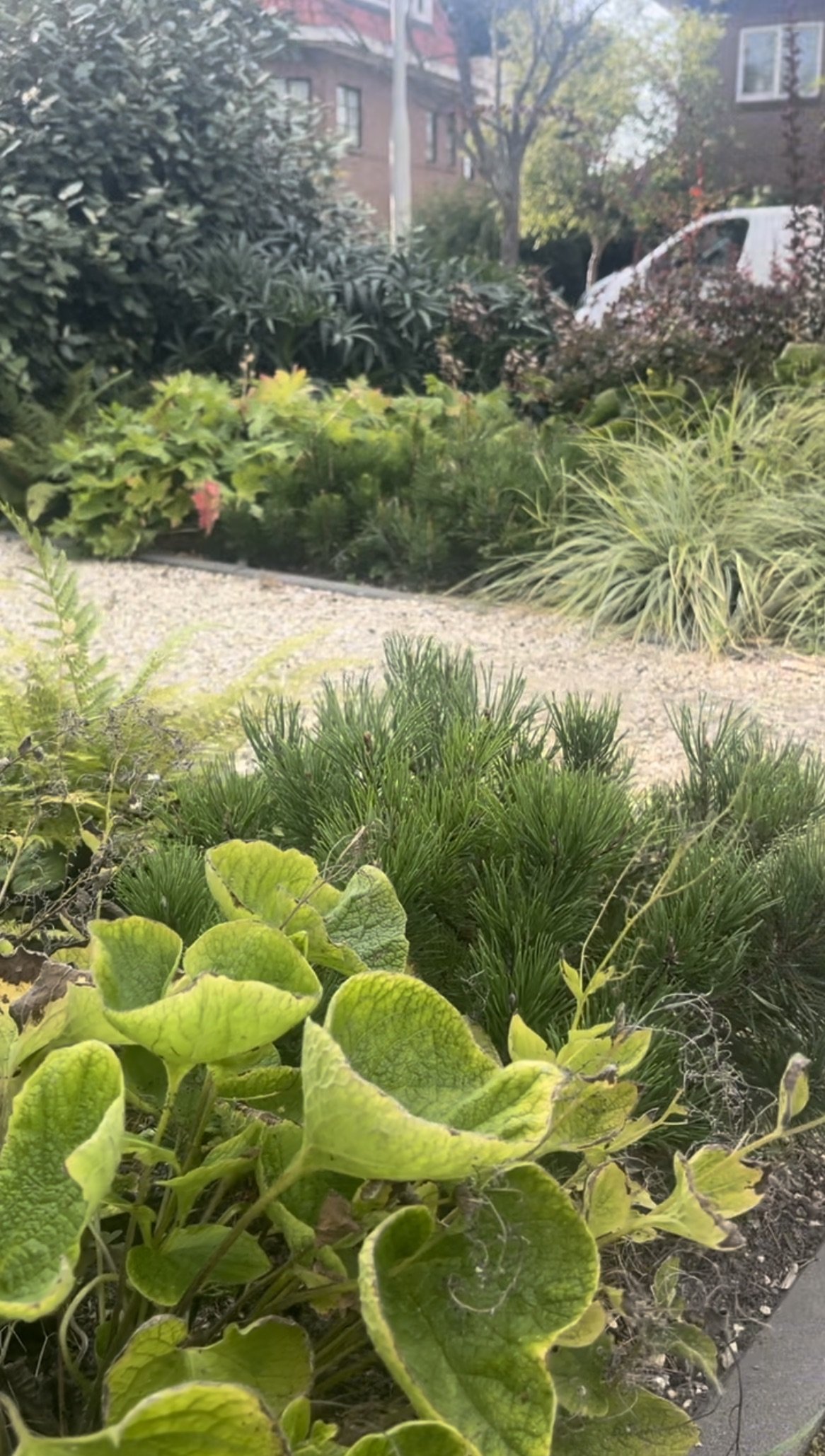 Duintuin IMG_0633.jpeg