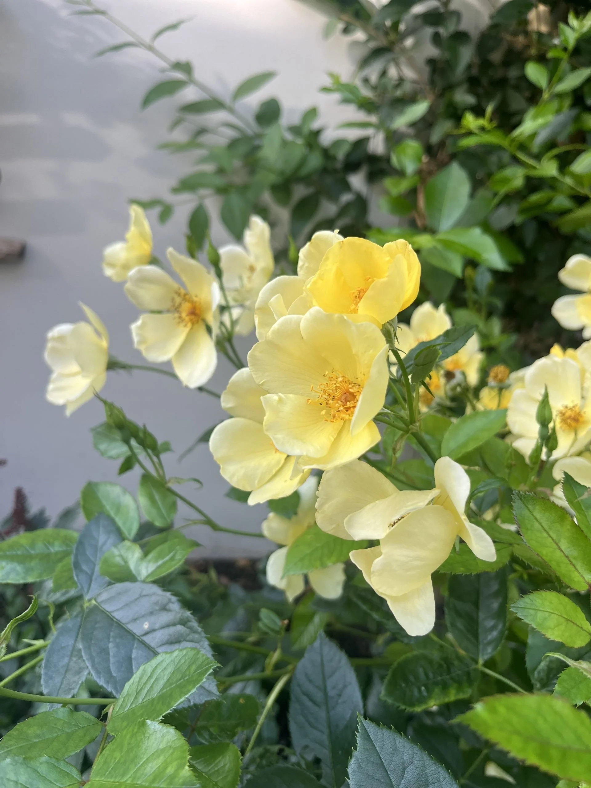 Kleurrijke familietuinIMG_1514-scaled.jpeg