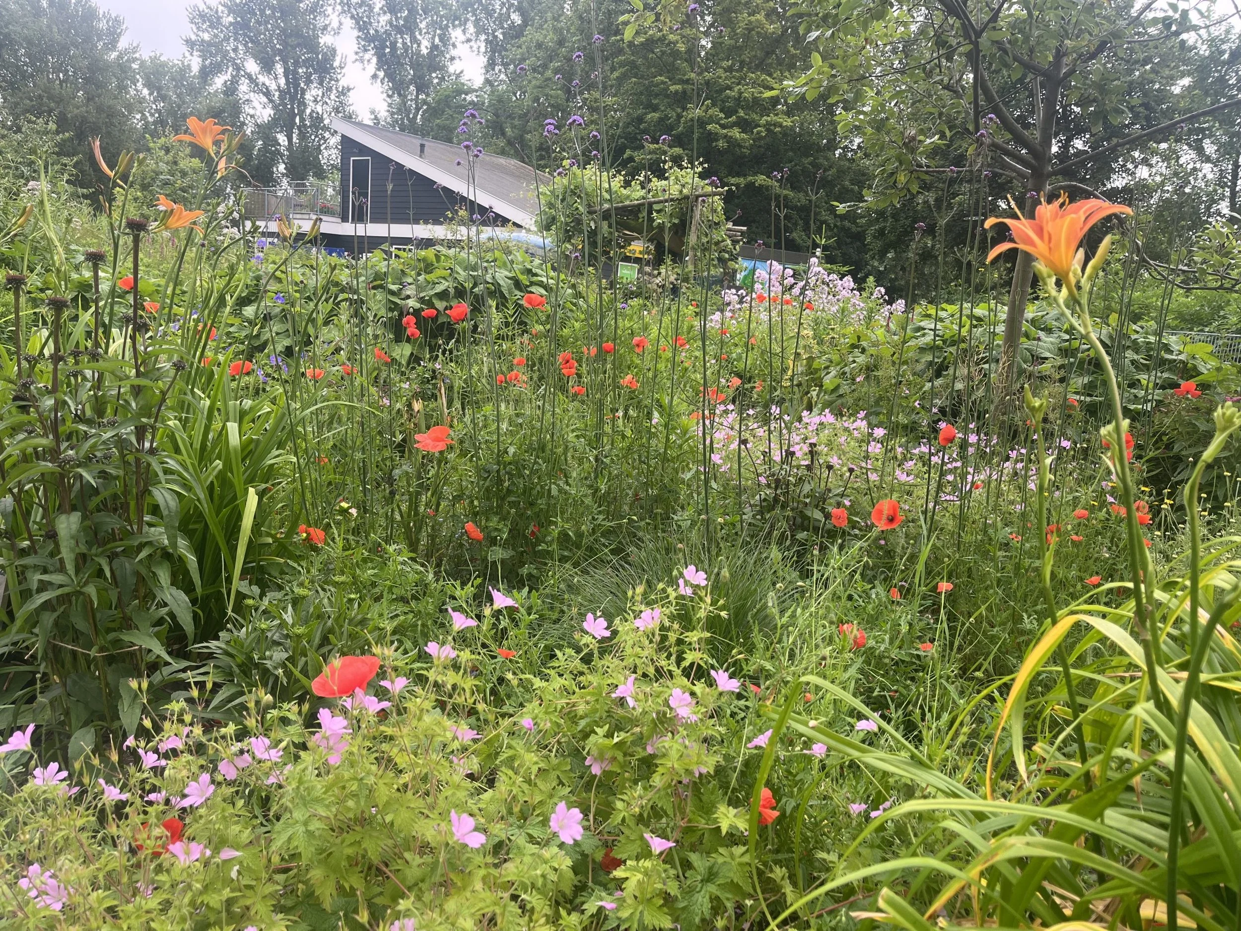 Maastuin IMG_4766-scaled.jpeg