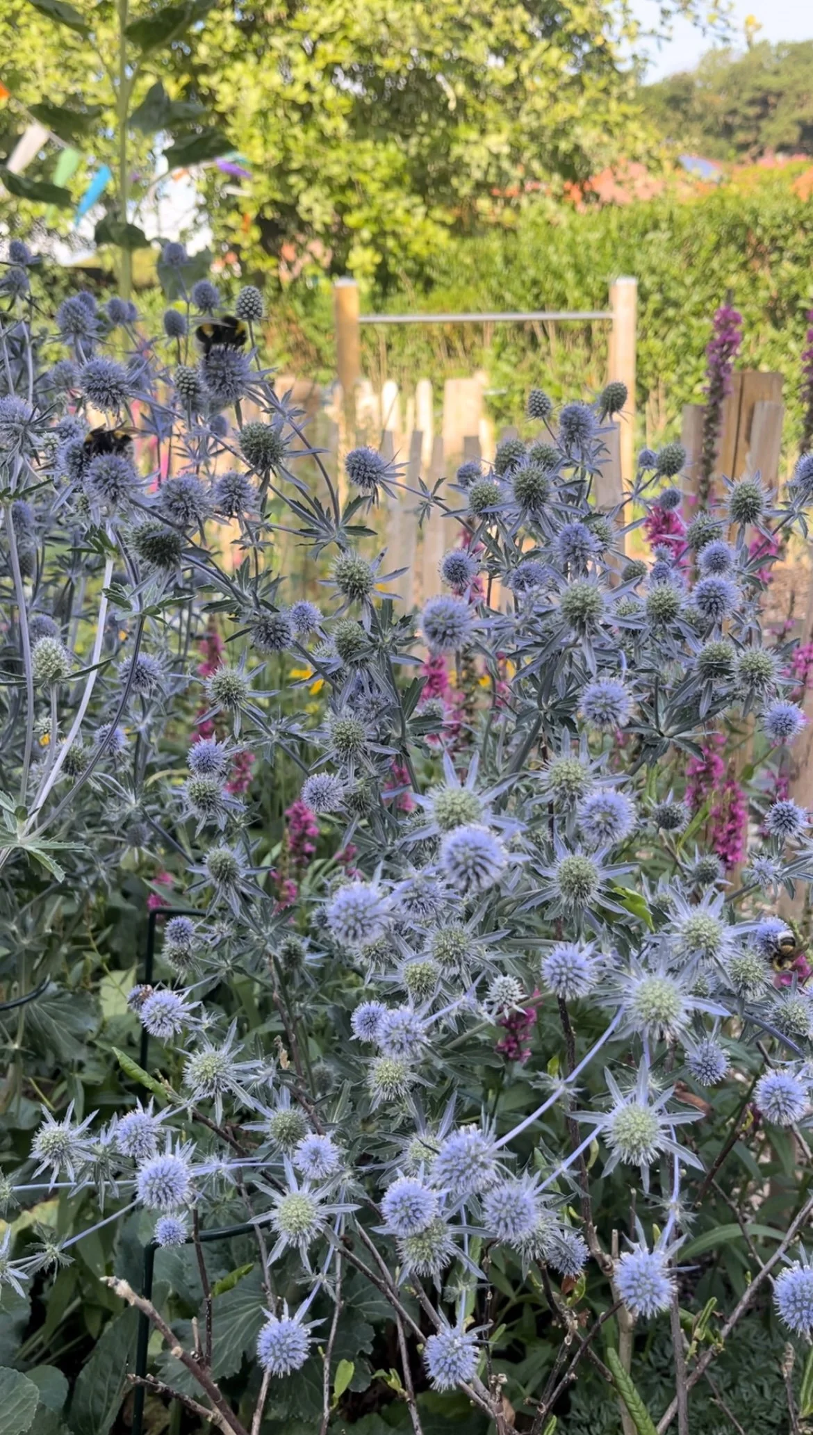 Kleurrijke familietuinIMG_1557.jpeg