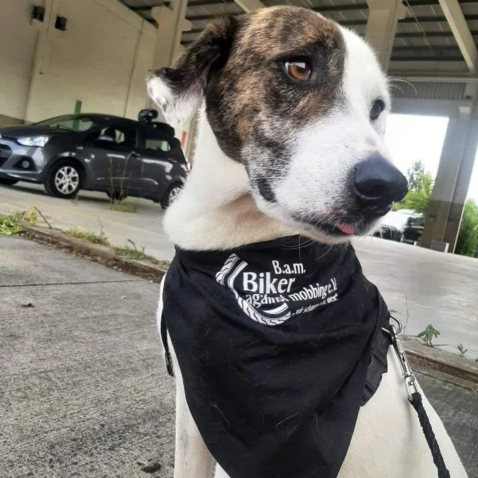 Ein Hund mit schwarz-weißem Fell und braunen Augen, trägt ein schwarzes Tuch mit weißen Aufdruck, sitzt auf einem Gehweg in einer Parkhaus-Umgebung.