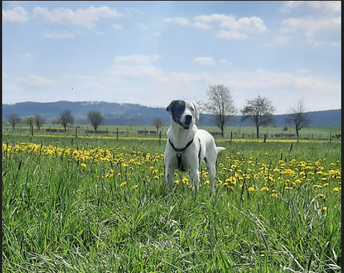 Ein Hund steht in einer grünen Wiese mit gelben Blumen, im Hintergrund Bäume und Hügel bei schönem Himmel.