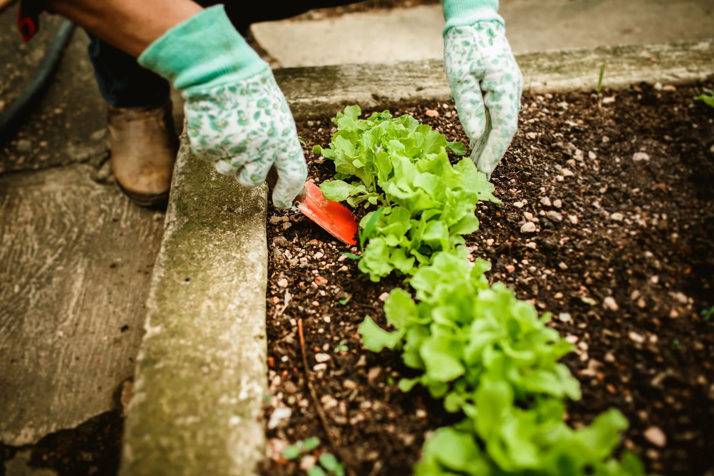 How to Start a Vegetable Garden