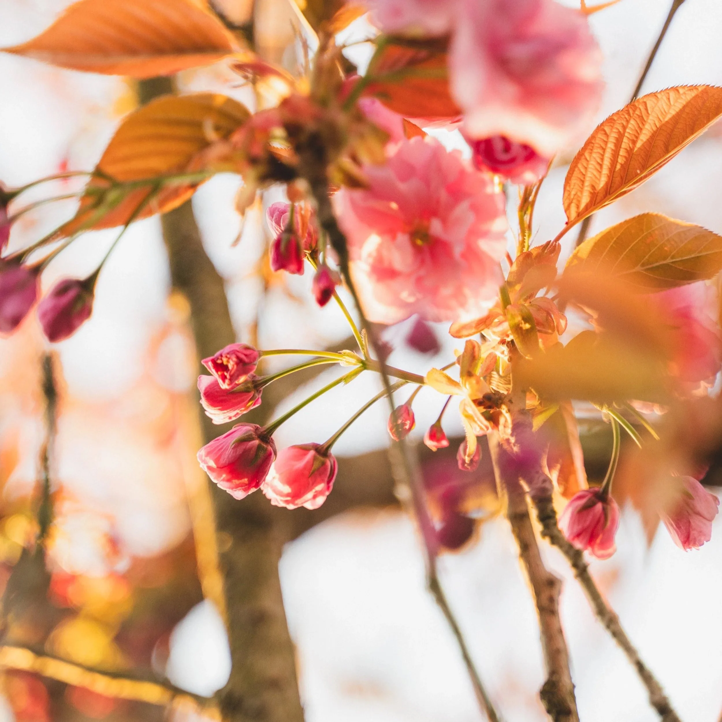 Fleurs de cerisier roses en fleurs avec des feuilles orange et vertes, en plein jour avec un fond flou de branches et de lumière
