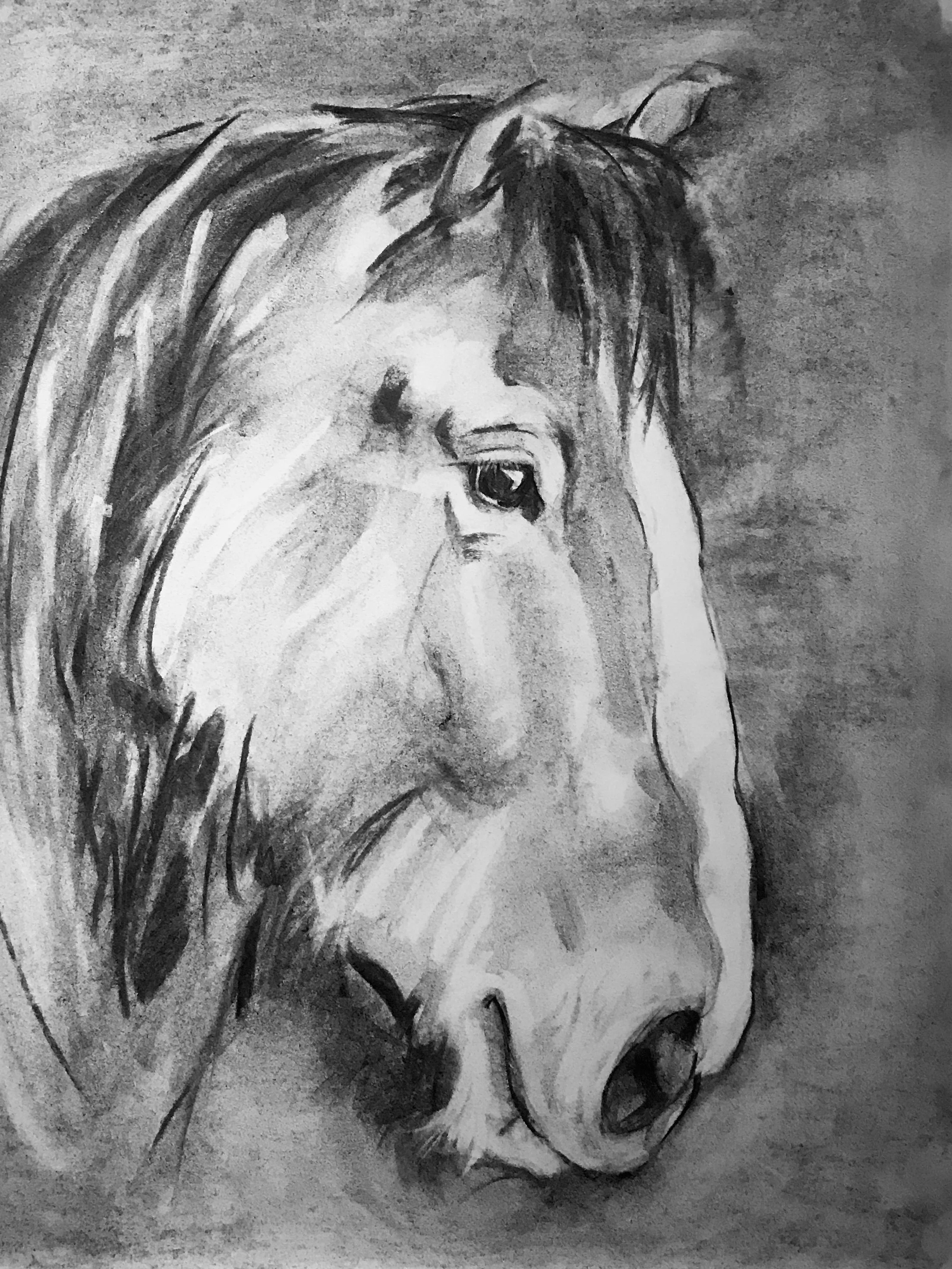 A black and white charcoal sketch of a horse's head, showing detailed features like the eye, mane, and nostrils.