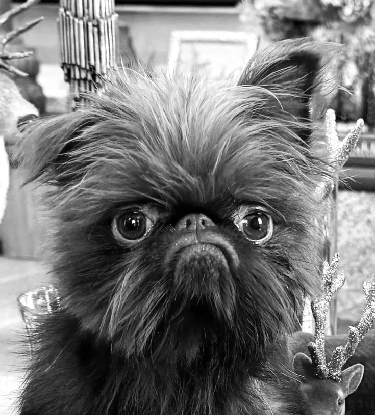 Close-up of a Brussels Griffon with large eyes and a flat face, in a black-and-white photo.