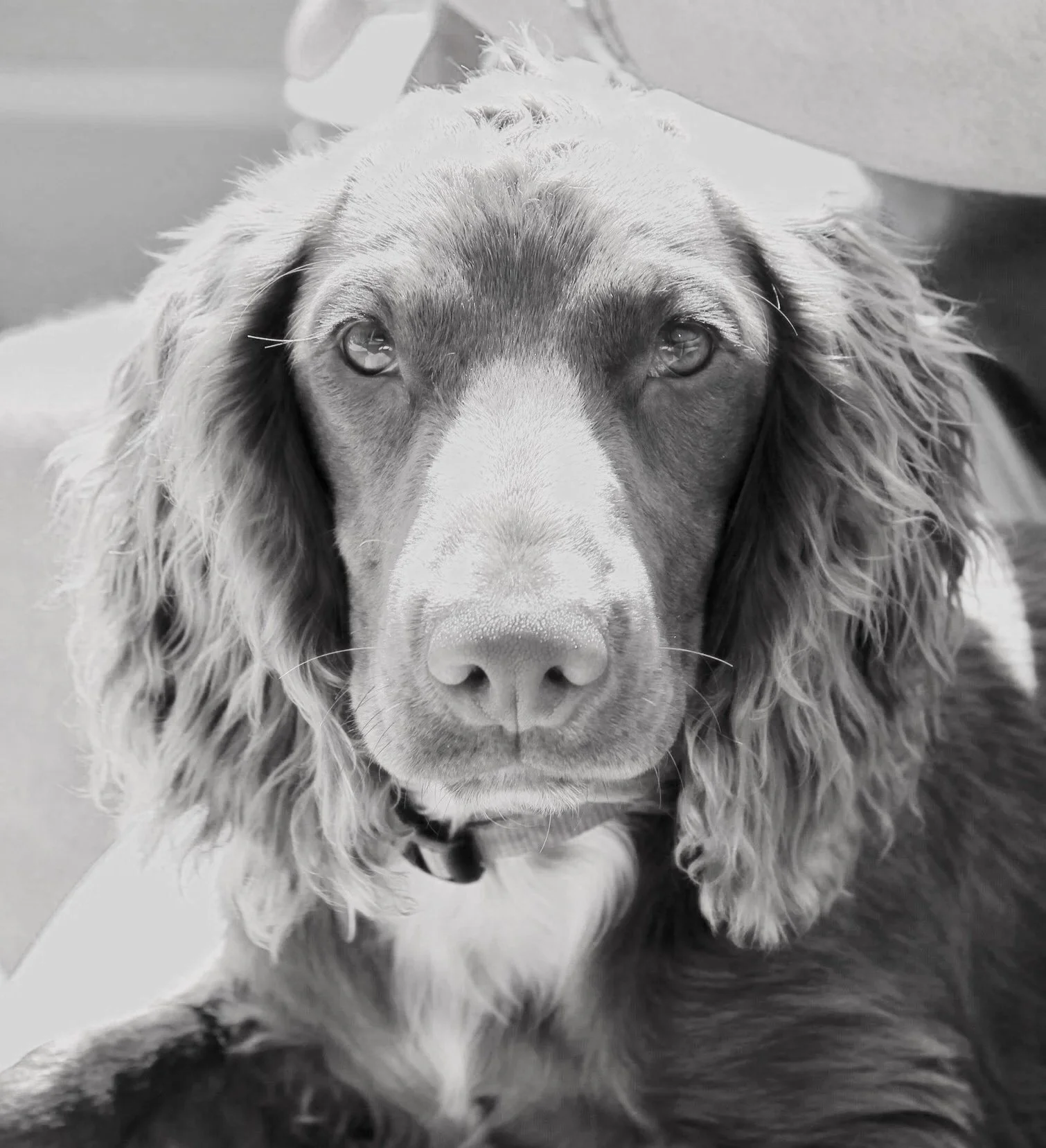 Close-up of an adorable dog with floppy ears and a gentle loving expression, spaniel