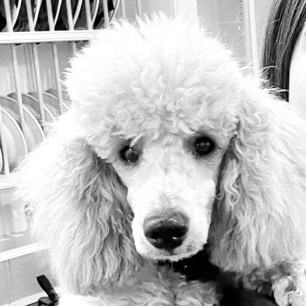 A black and white photo of a fluffy poodle with curly fur, looking curiously at the camera.