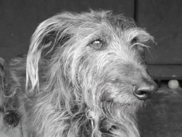 Photo of a Bedlington Whippet in black and white.