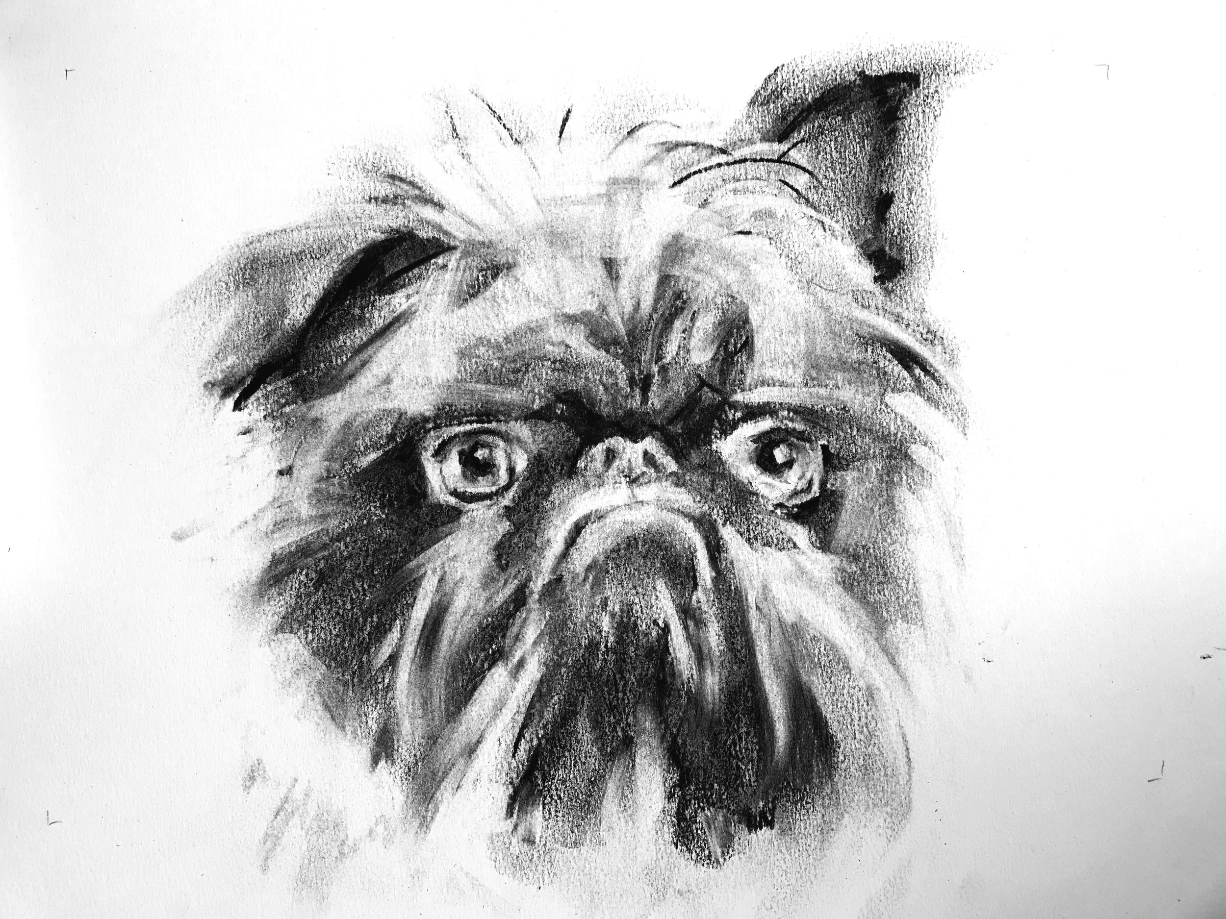 Brussels Griffon A black and white charcoal sketch of a dog's face, focusing on the eyes, nose, and ears.