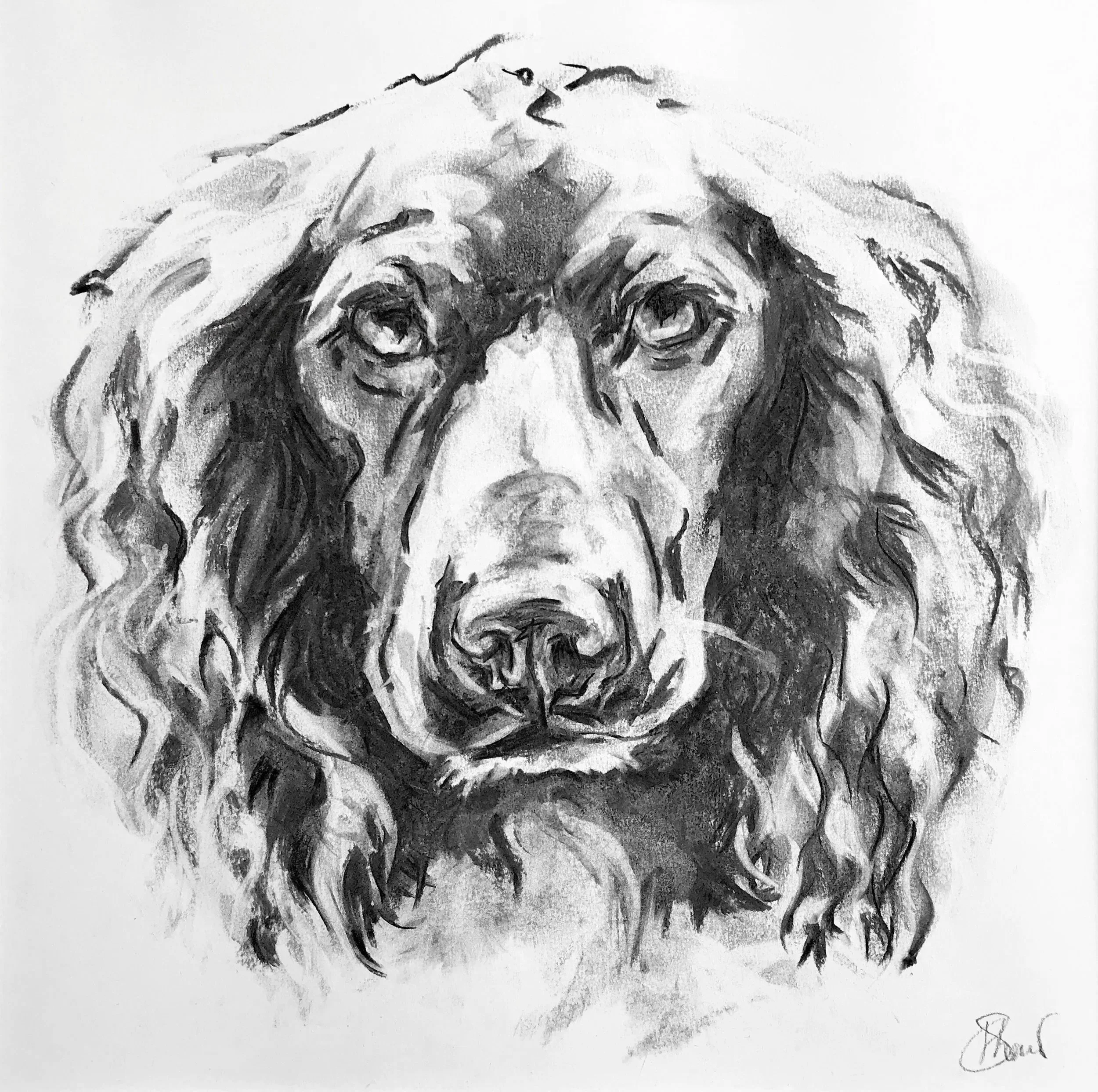 A black and white charcoal drawing of a dog's face, focusing on the eyes and nose, with detailed fur texture and shading.