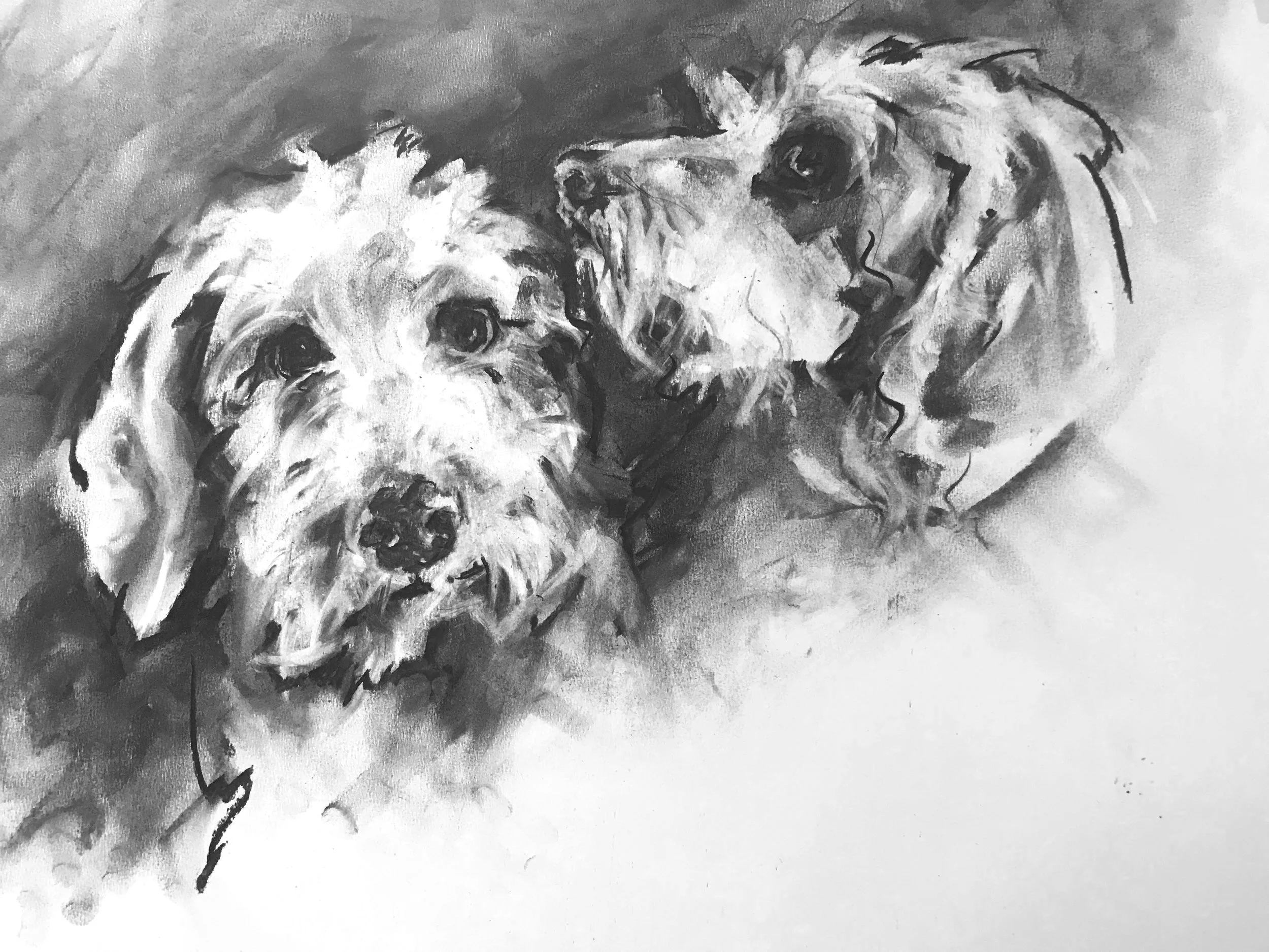 Black and white charcoal drawing commission  of two long-haired Dachshunds with floppy ears and expressive faces.