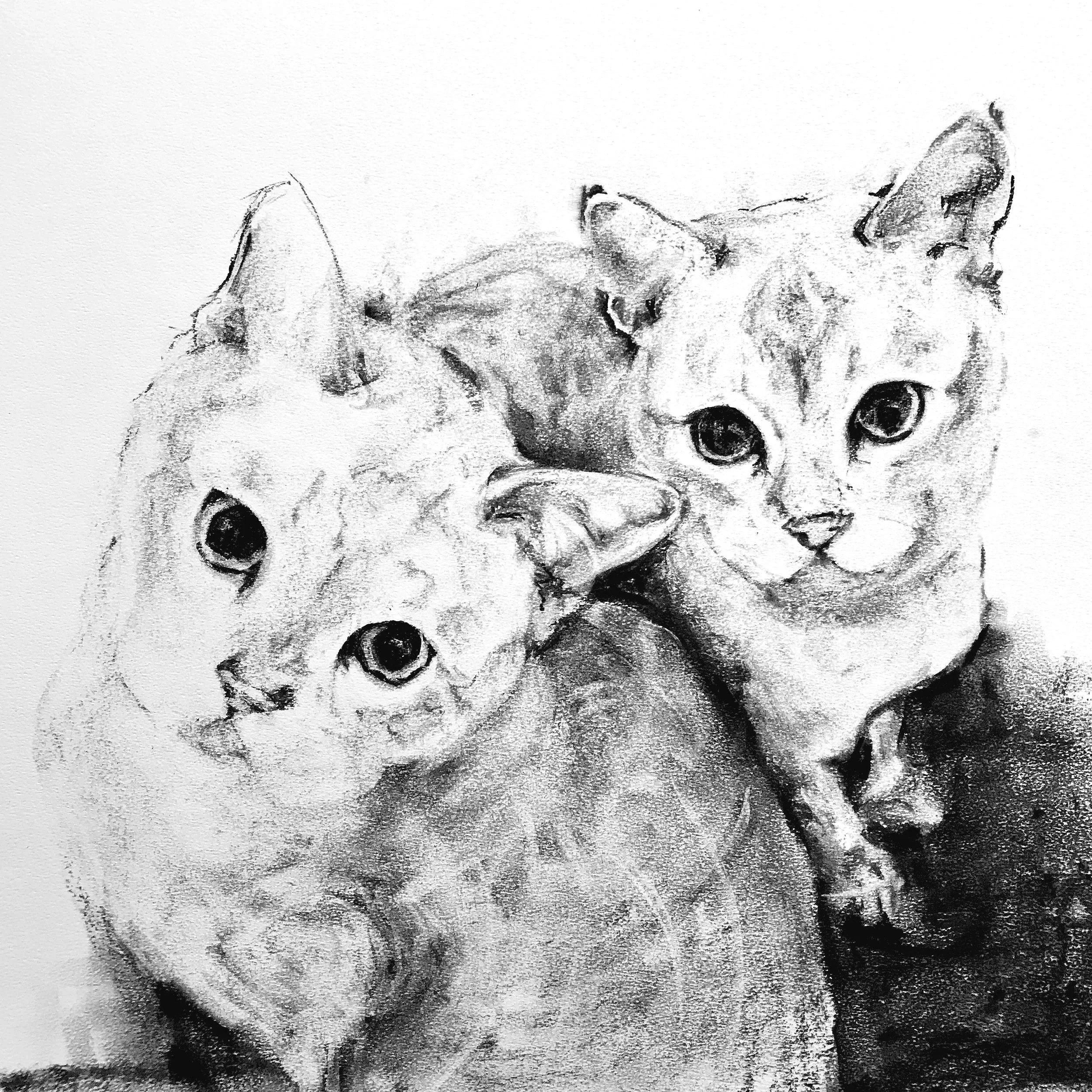 A black and white sketch of 2 cats with wide eyes, with the top part of its head and ears visible and looking upward.