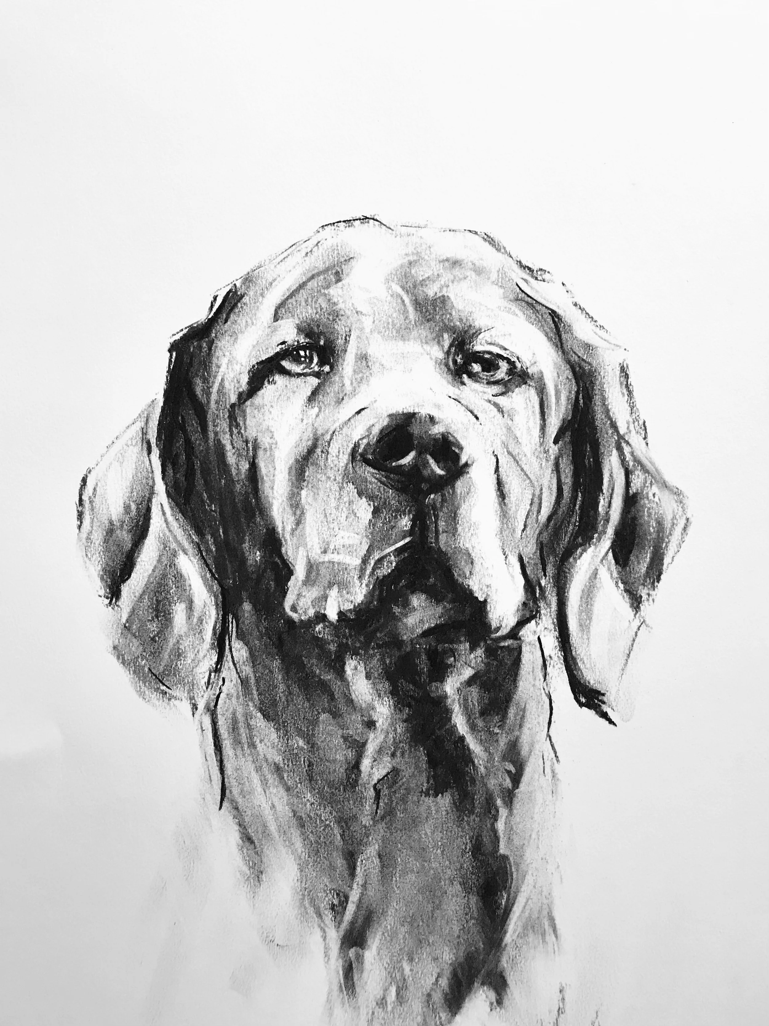 Black and white sketch of a dog with sad eyes.