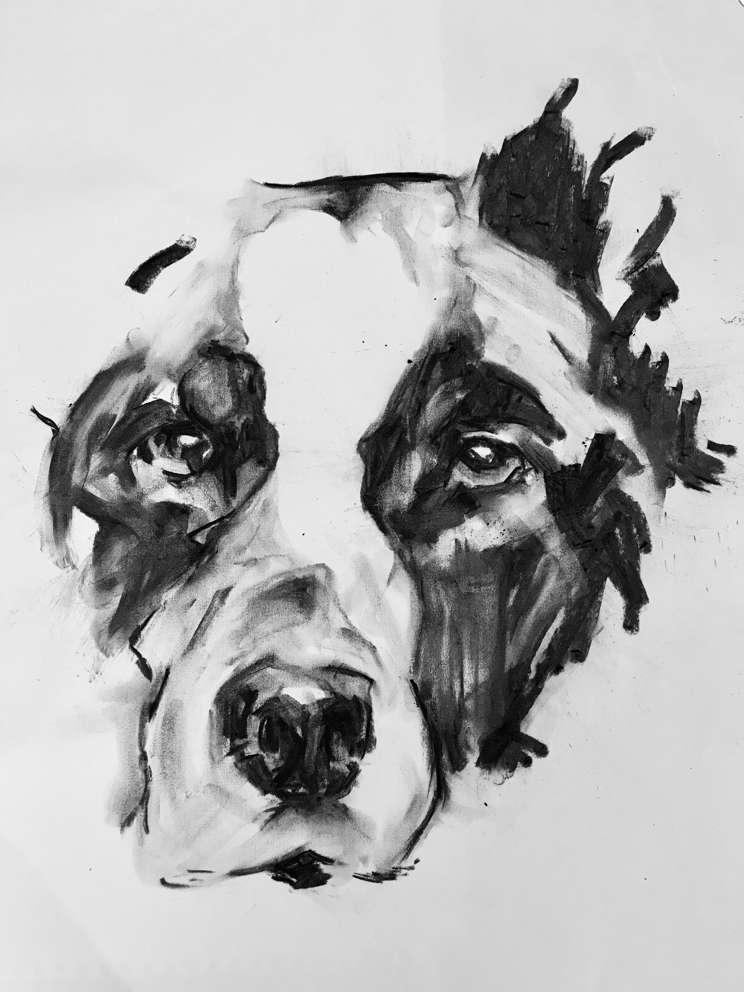 Black and white charcoal drawing of a dog's face, with a focus on the eyes and snout.