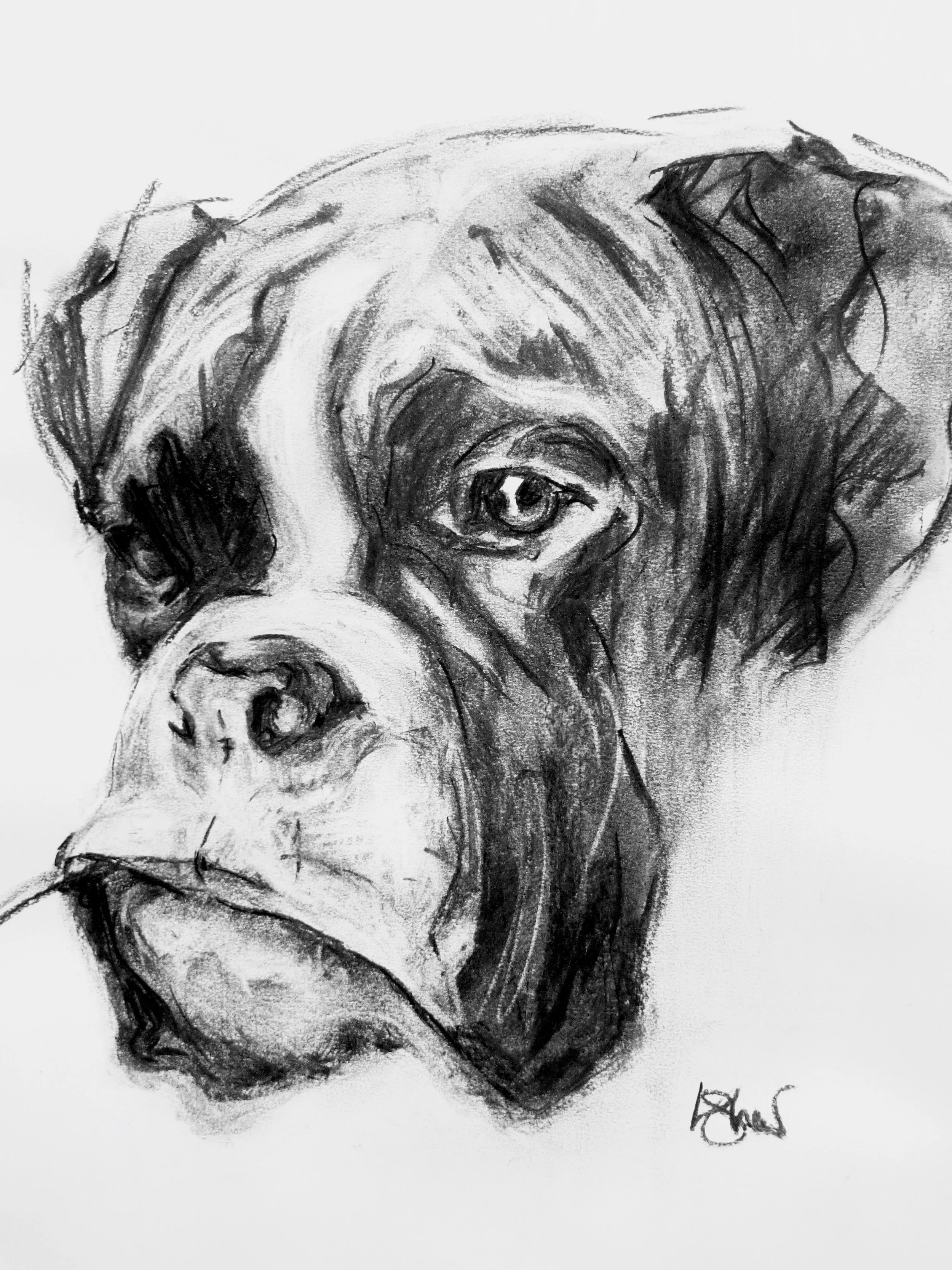 Black and white sketch of a dog's face, likely a bulldog, with detailed shading and expressive eyes.