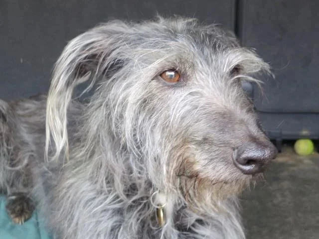 Excellent photograph to draw a commission from. Capturing character, beautiful fur and perfectly light eyes. Bedlington Whippet