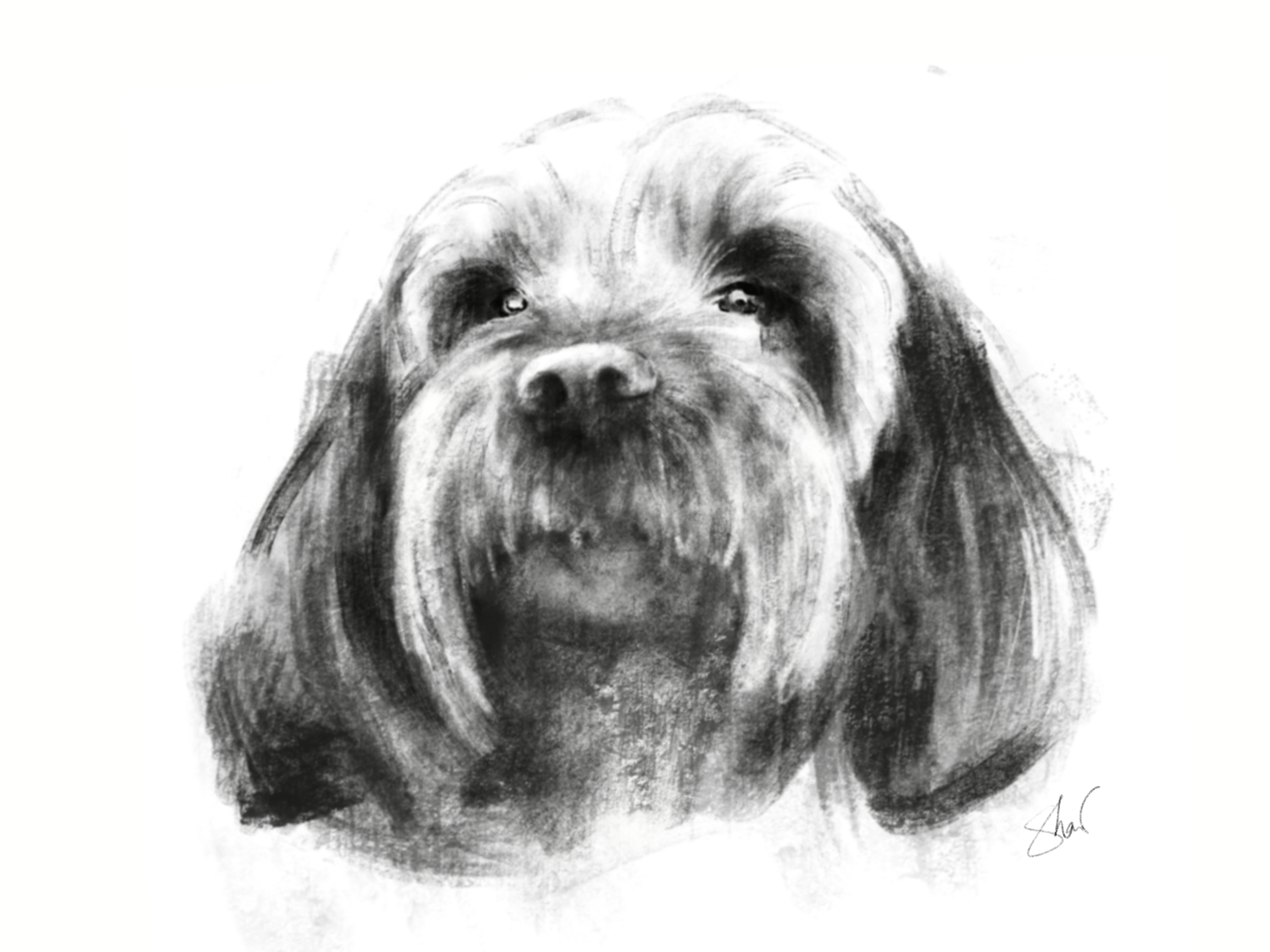 A black and white sketch of a fluffy dog with long fur and a calm expression.