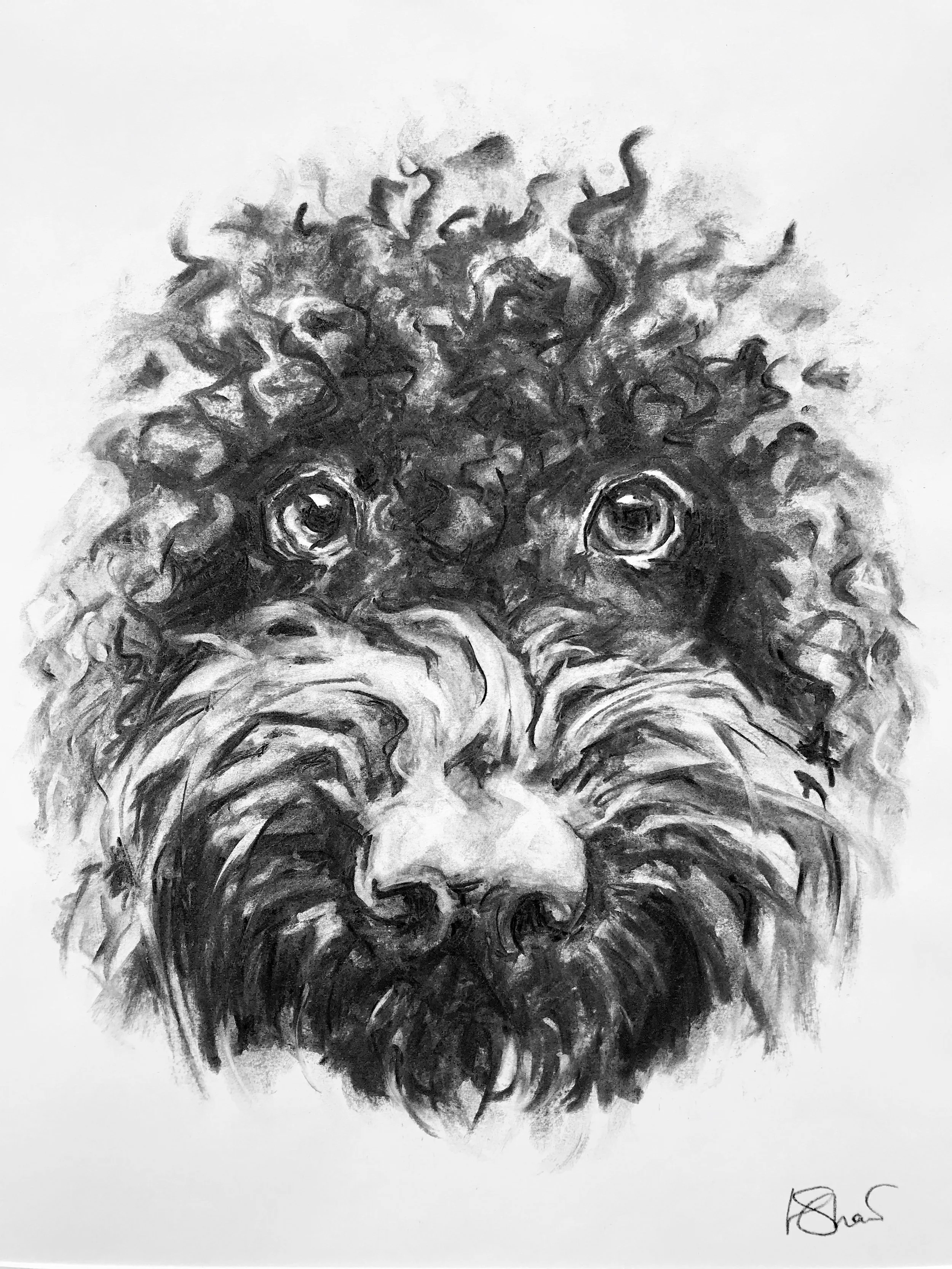 Black and white charcoal drawing of a cute dog's face, focusing on the eyes and nose, with a signature at the bottom right corner. Schnoodle