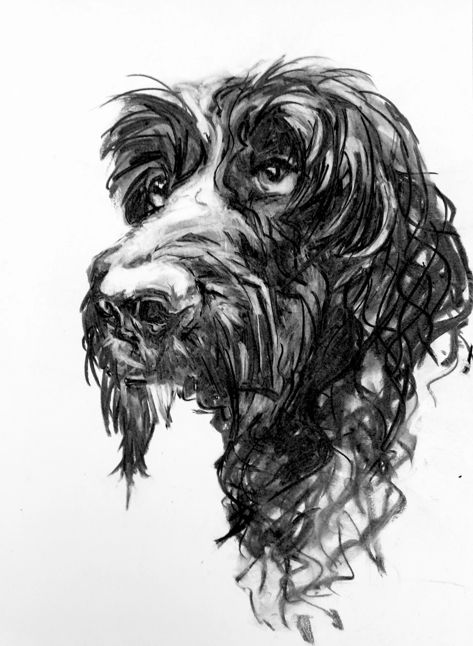 Cockerpoo Black and white charcoal portrait of a dog with textured, curly fur, sitting and looking towards the viewer.