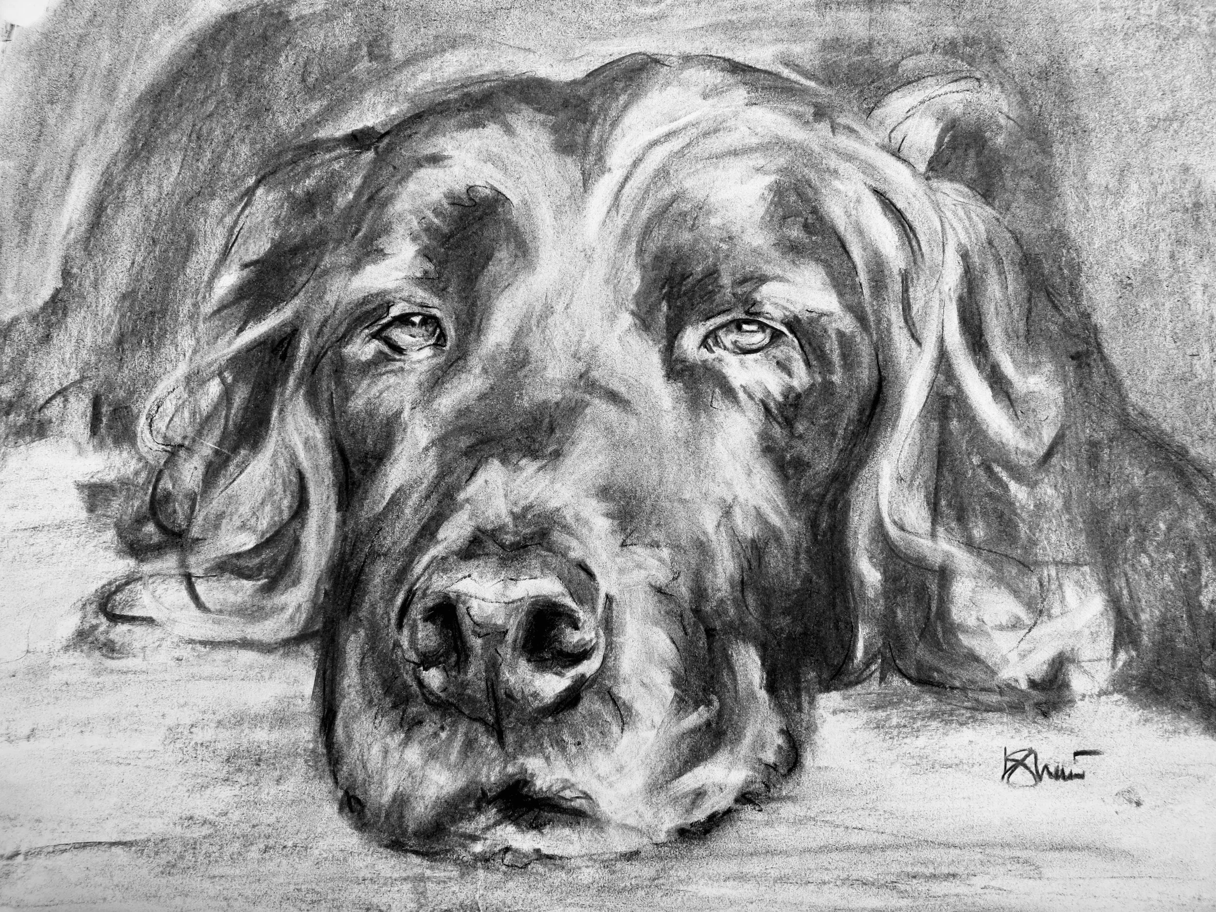 A detailed black-and-white drawing of a dog with long, floppy ears, soulful eyes, and a gentle expression.