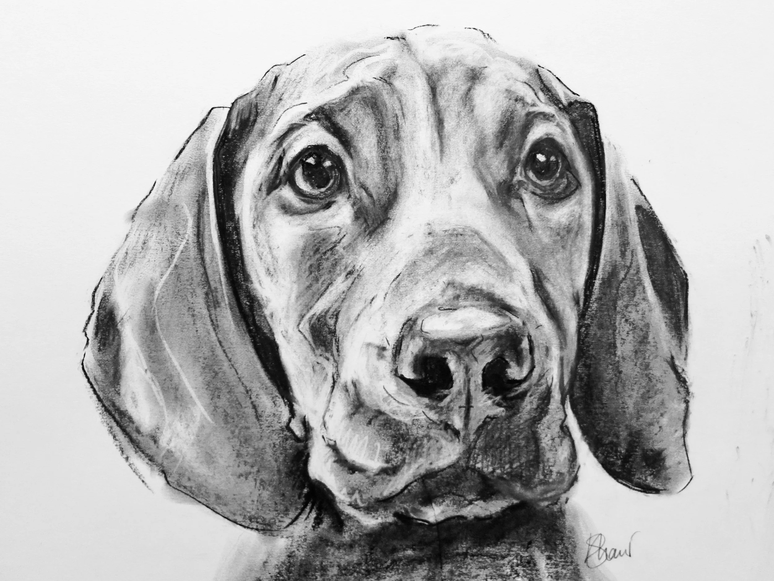 Black and white portrait sketch of a dog's face, focusing on the eyes, nose, and ears, signed by the artist in the lower right corner.